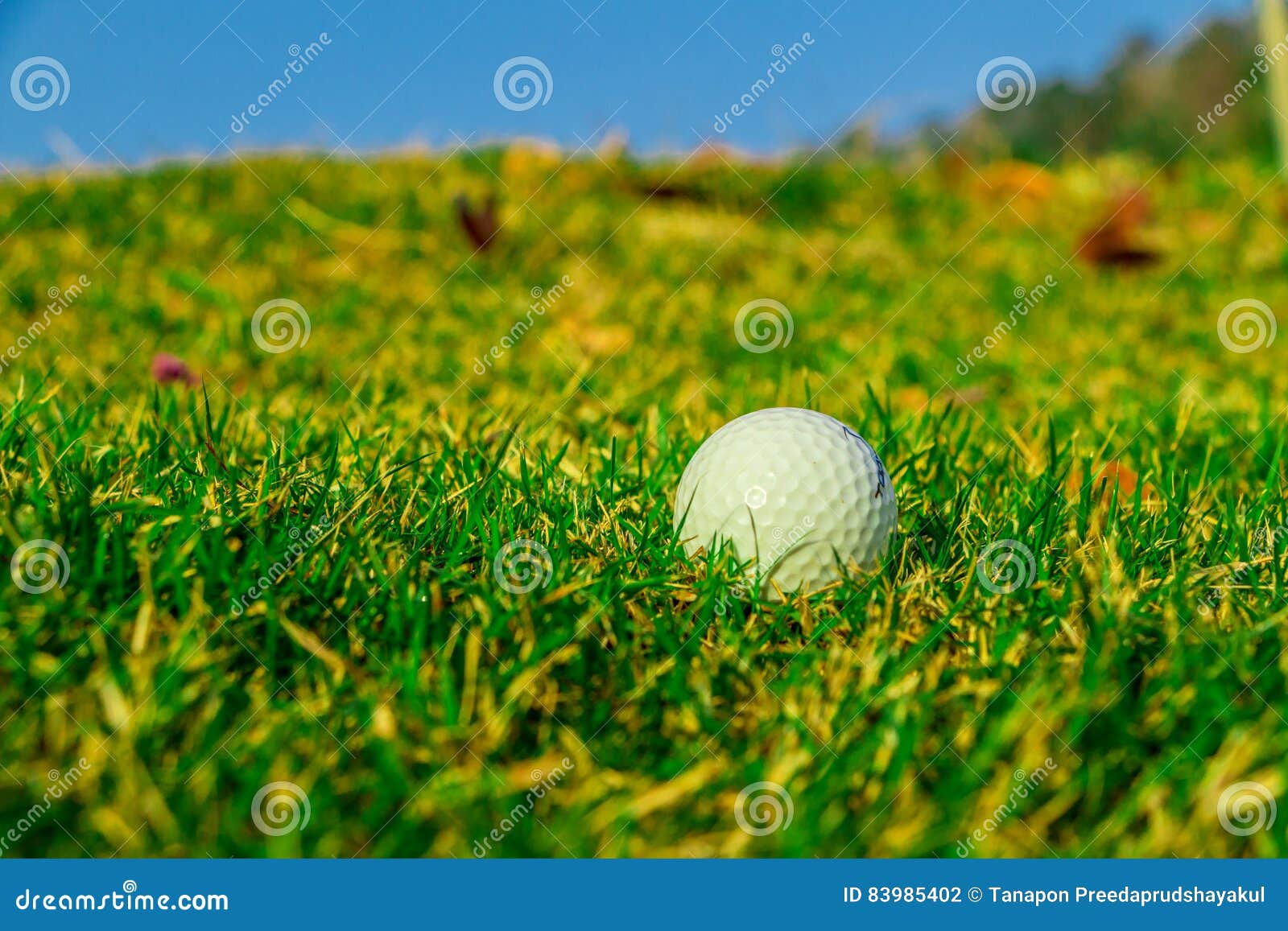 Golf ball on the green stock photo. Image of people, nature 83985402