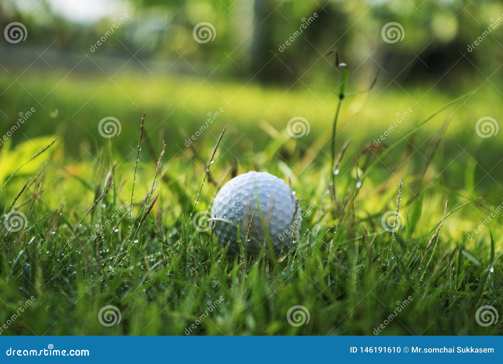 Golf Ball on Green Grass in Beautiful Golf Course at Sunset Background
