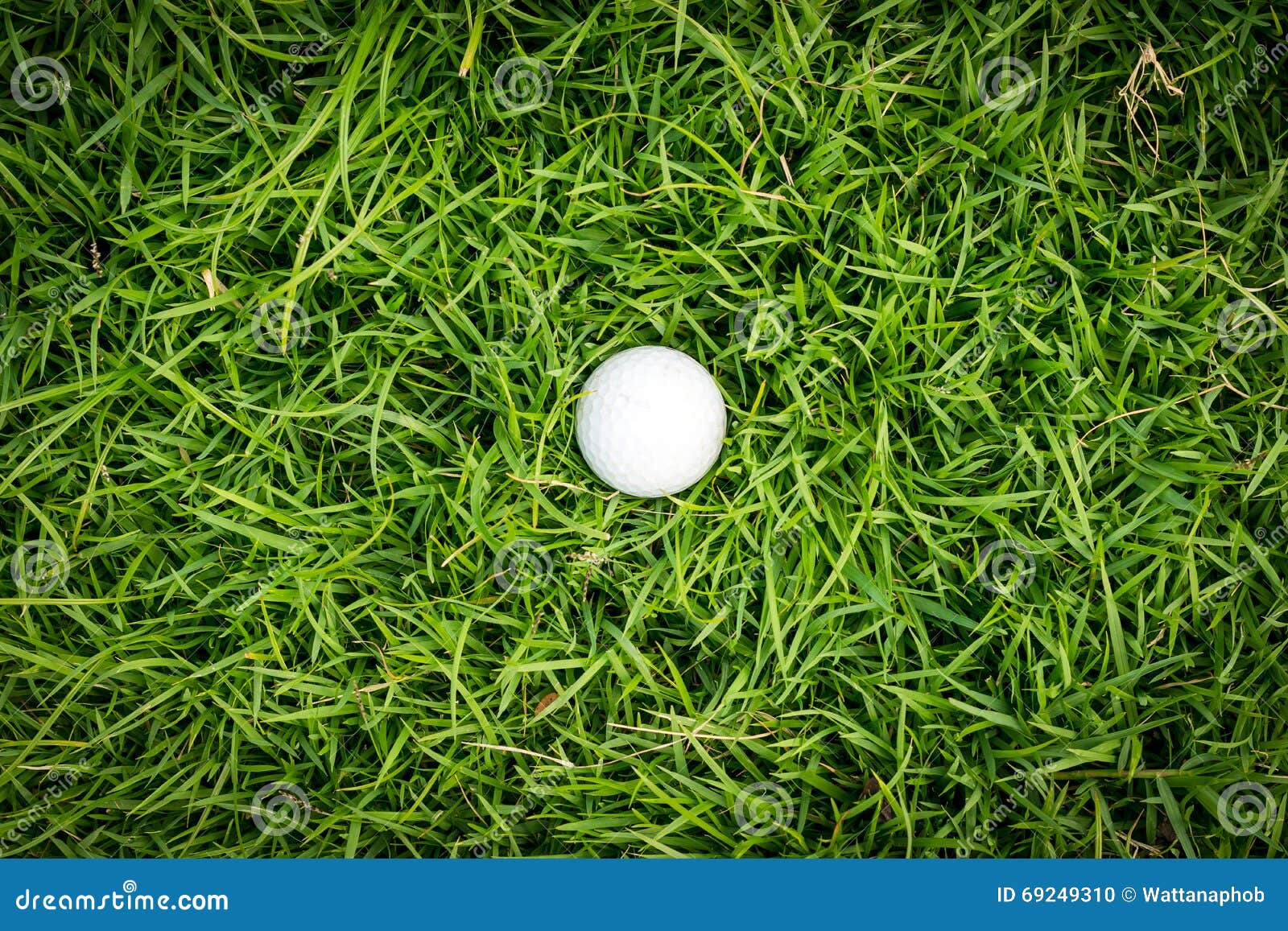 Golf ball on green grass. stock photo. Image of daytime 69249310