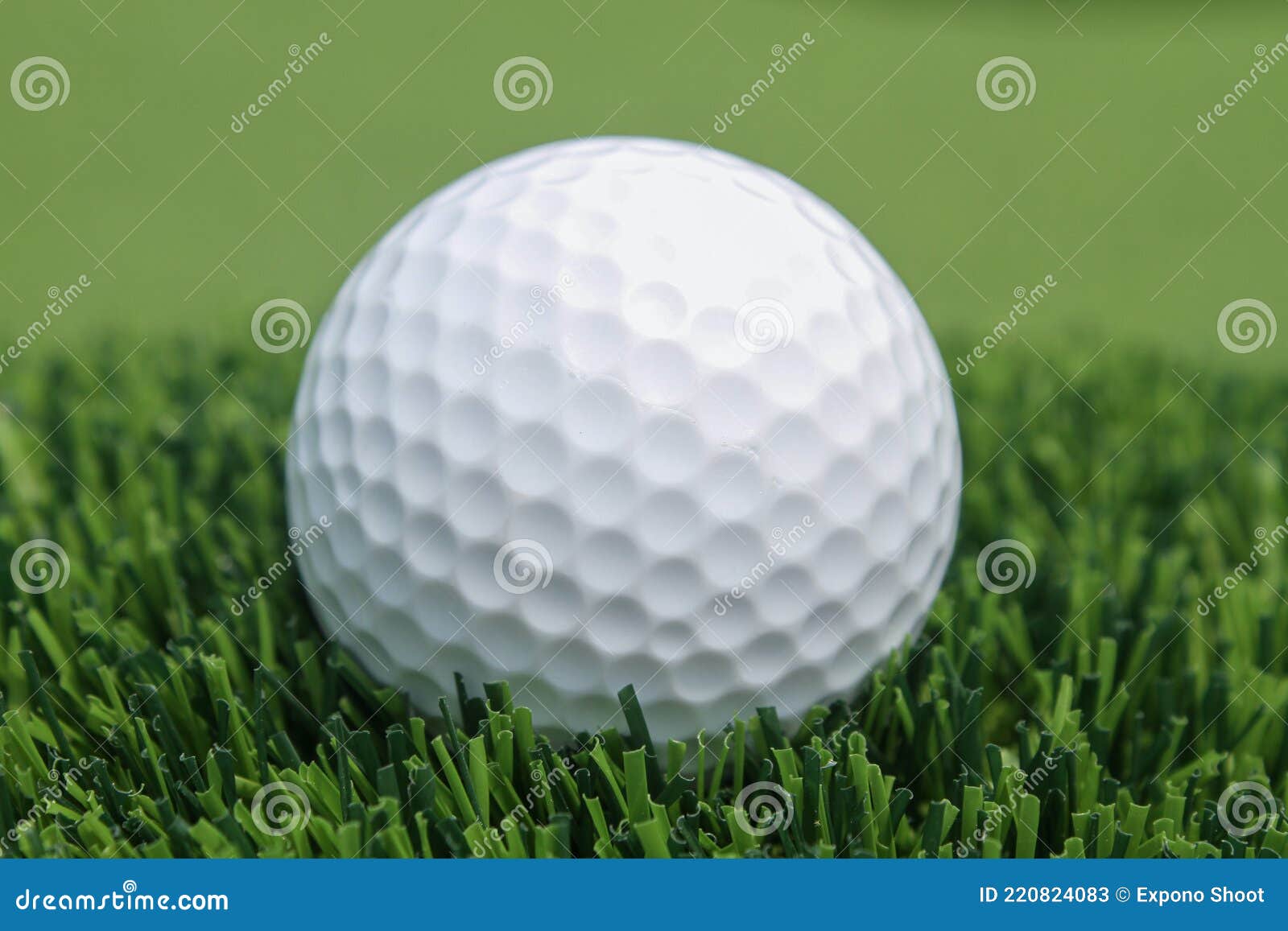 Golf Ball on the Green Grass Stock Image Image of active, close