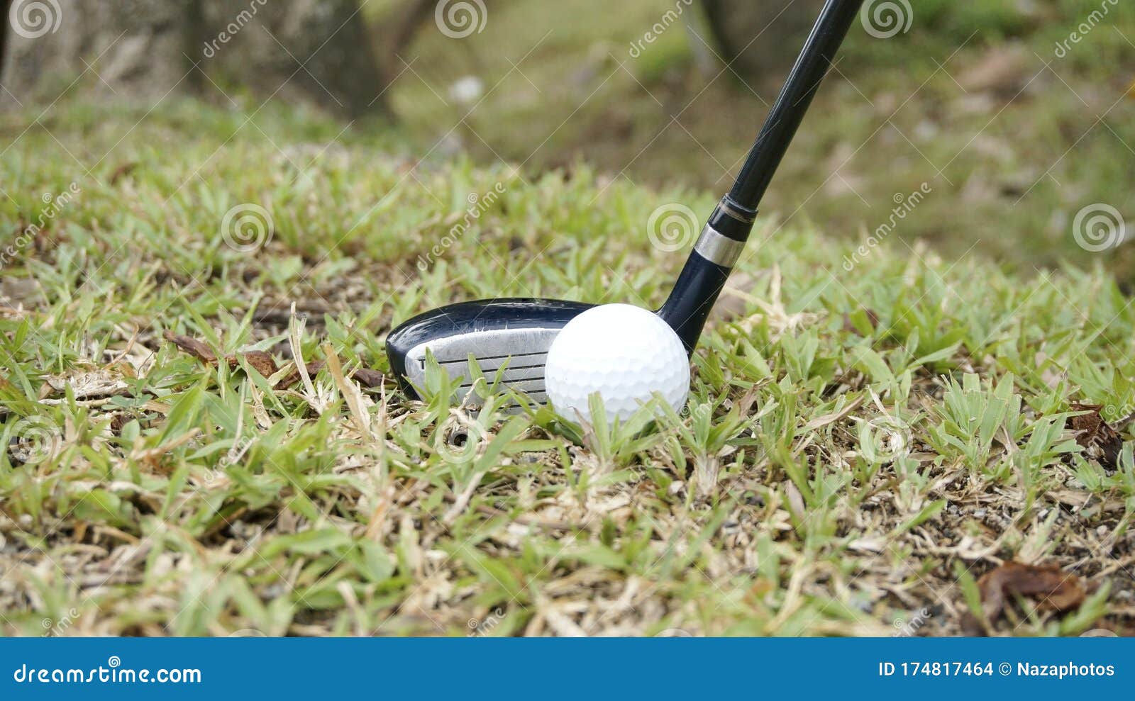 Golf Ball and Golf Hybrid Club Ready for Swing Stock Photo Image of