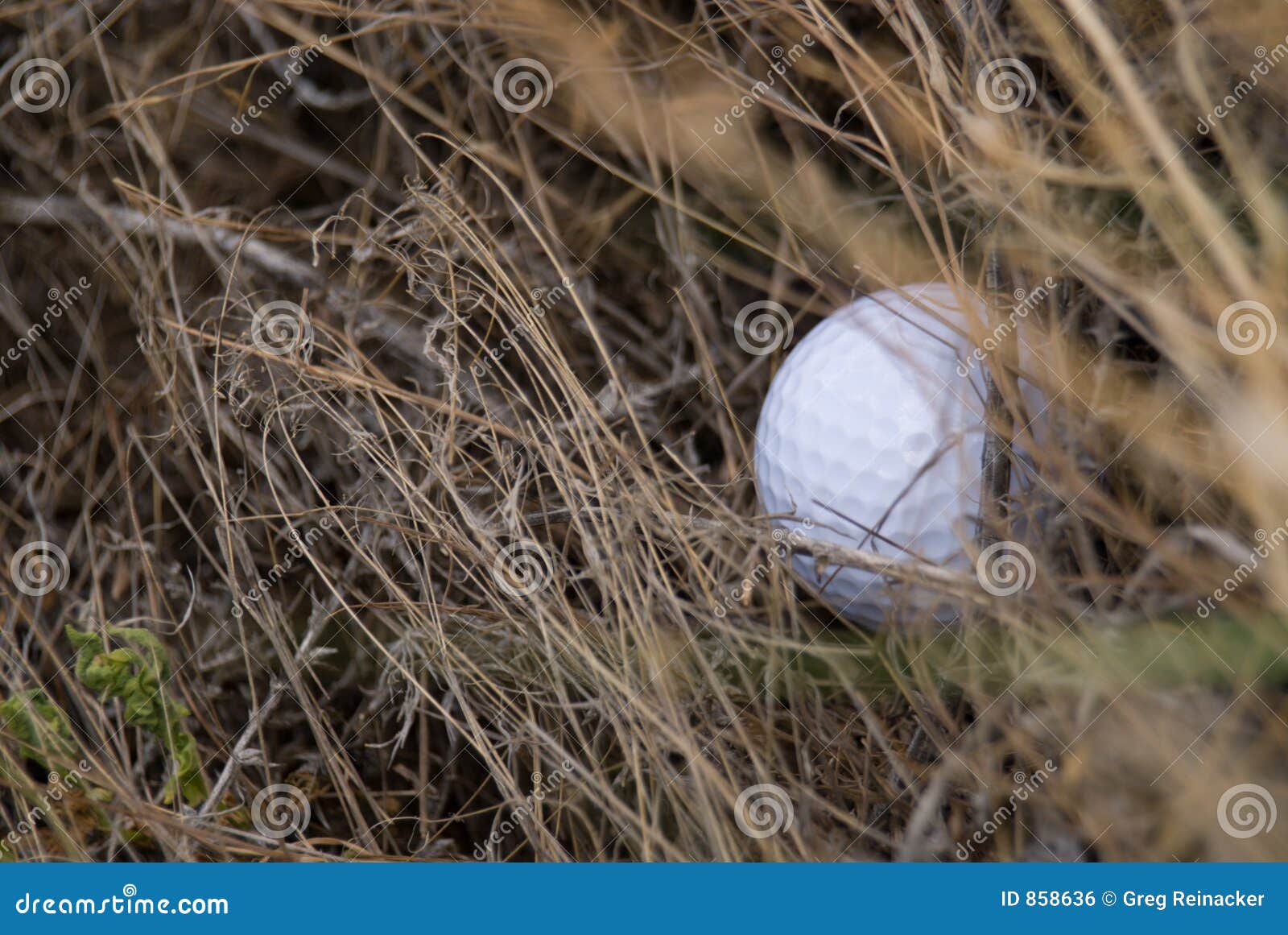 Golf ball in the rough stock photo. Image of recreation 858636