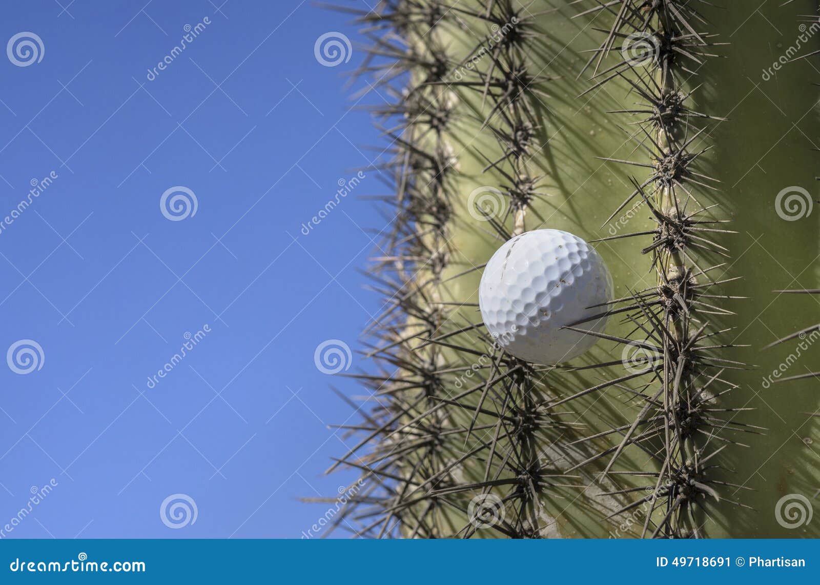 Golf Ball Stuck in a Cactus Tree after a Wild Swing Stock Image Image