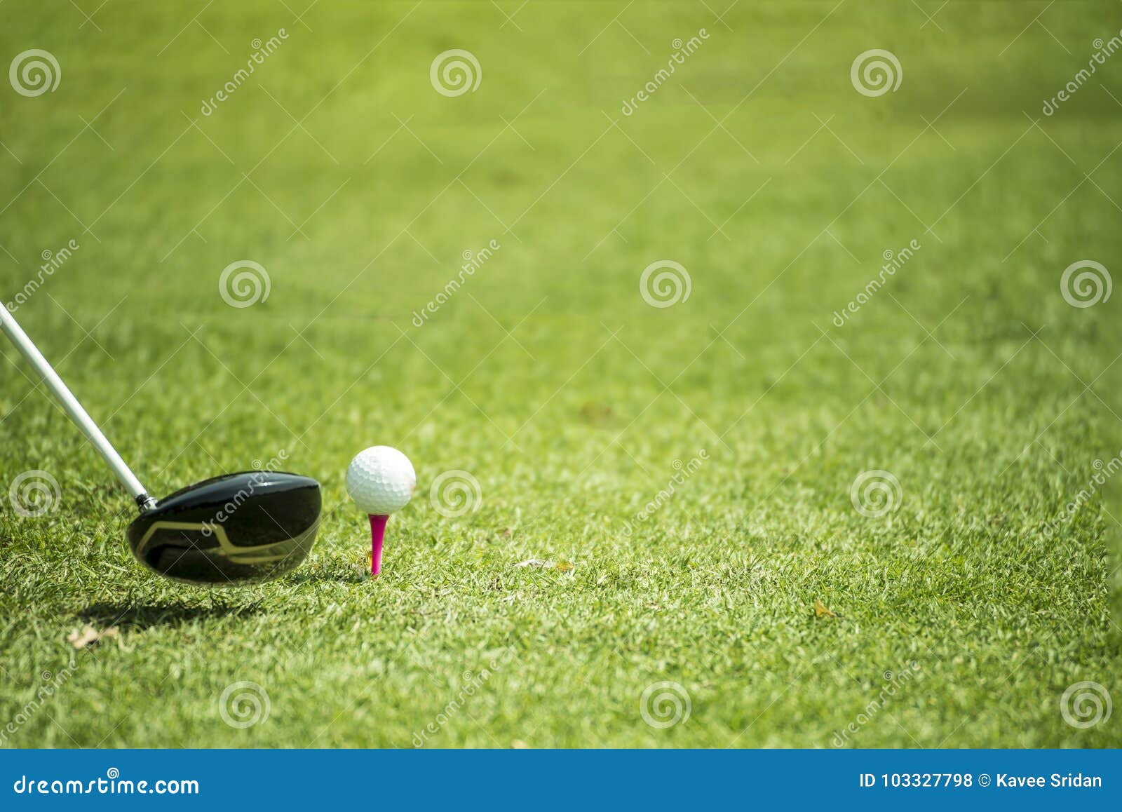 Golf Balls and Driver on Green Grass Stock Photo Image of lighting