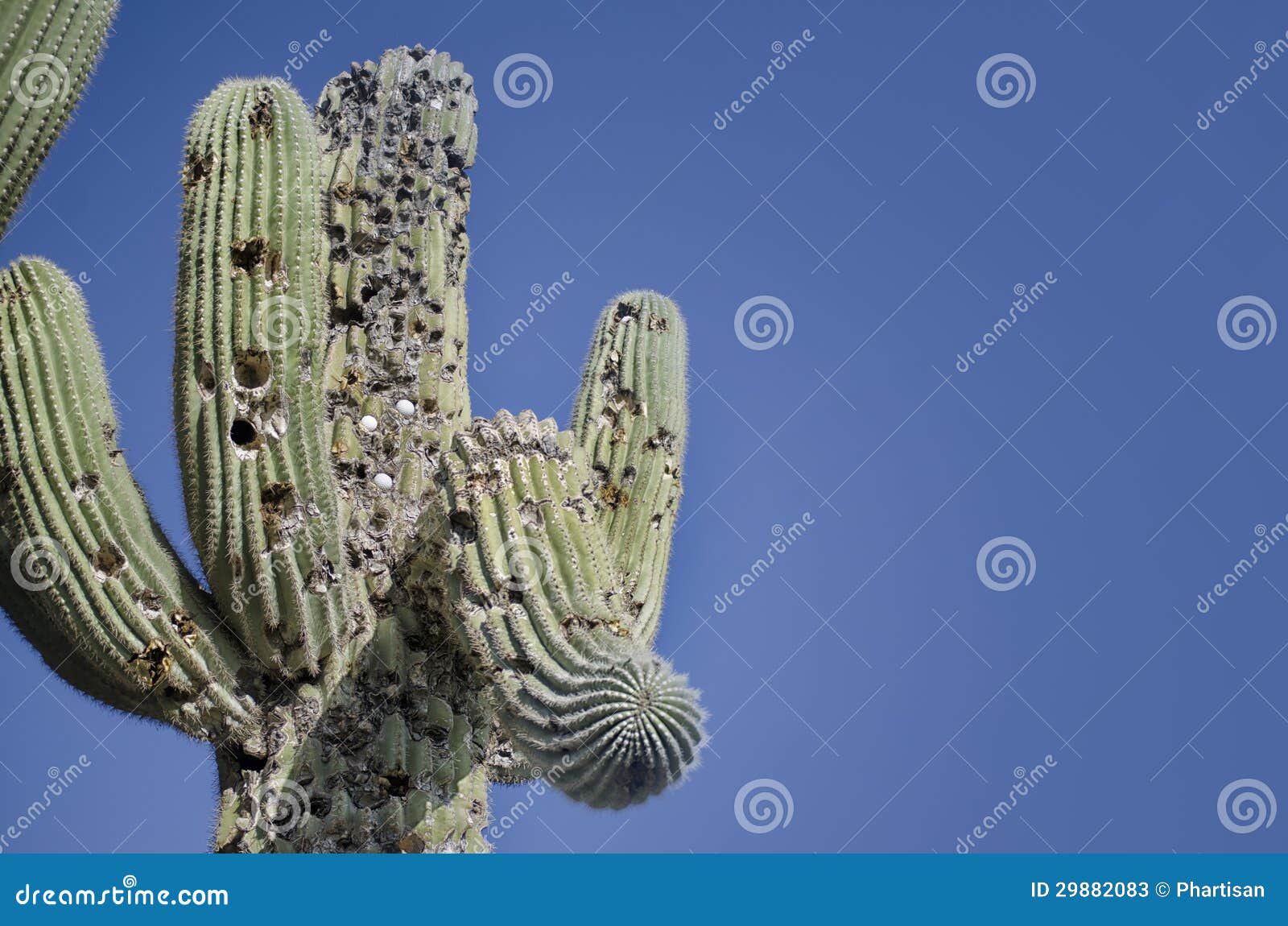 Golf Balls Shot into Saguaro Cactus Tree Stock Image - Image of ...