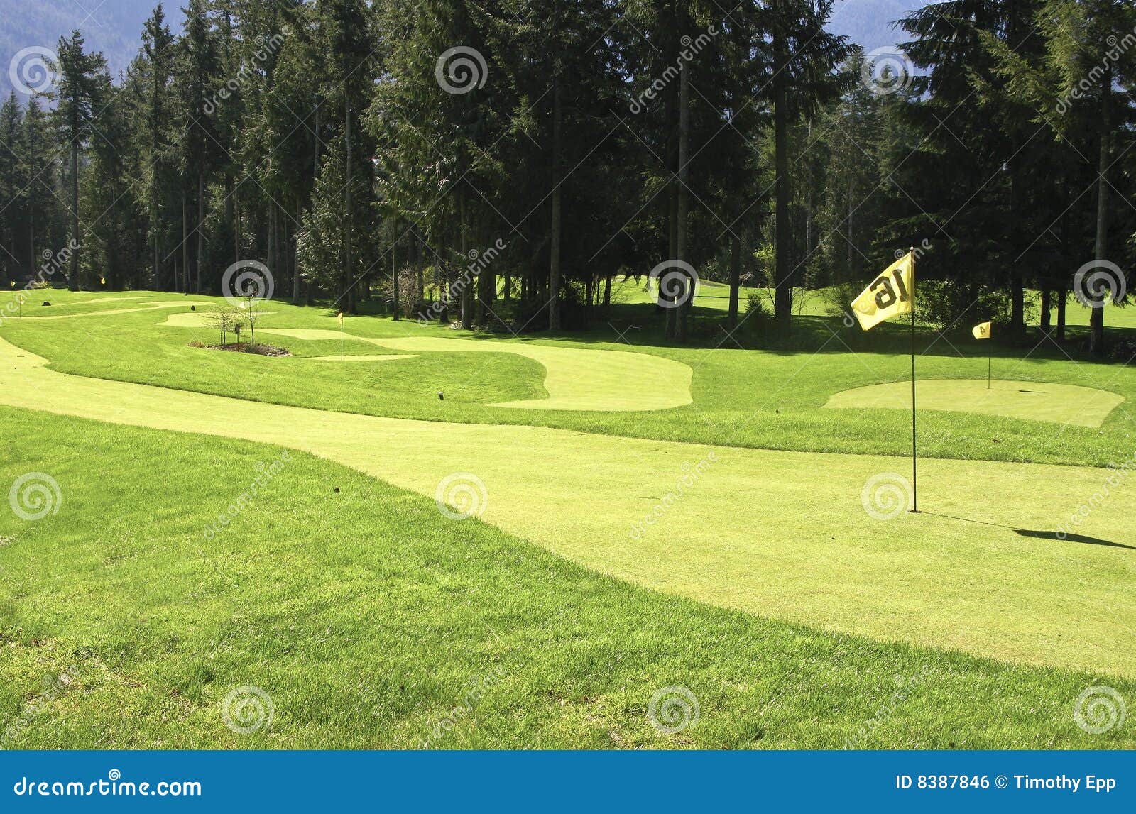 Golf green and pin stock photo. Image of recreation, nature 8387846