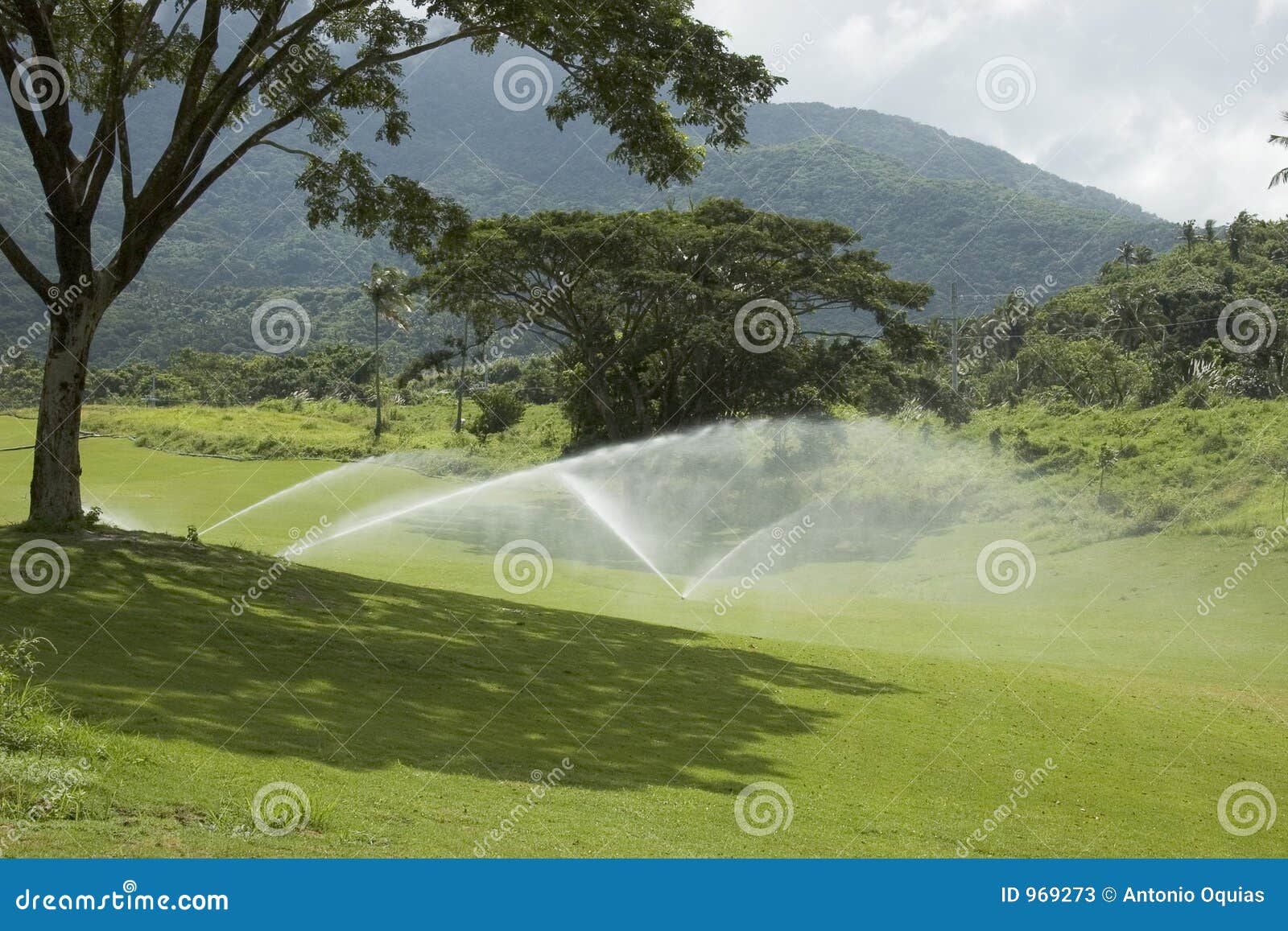 Golf Greens stock image. Image of water, noon, sprinkler 969273