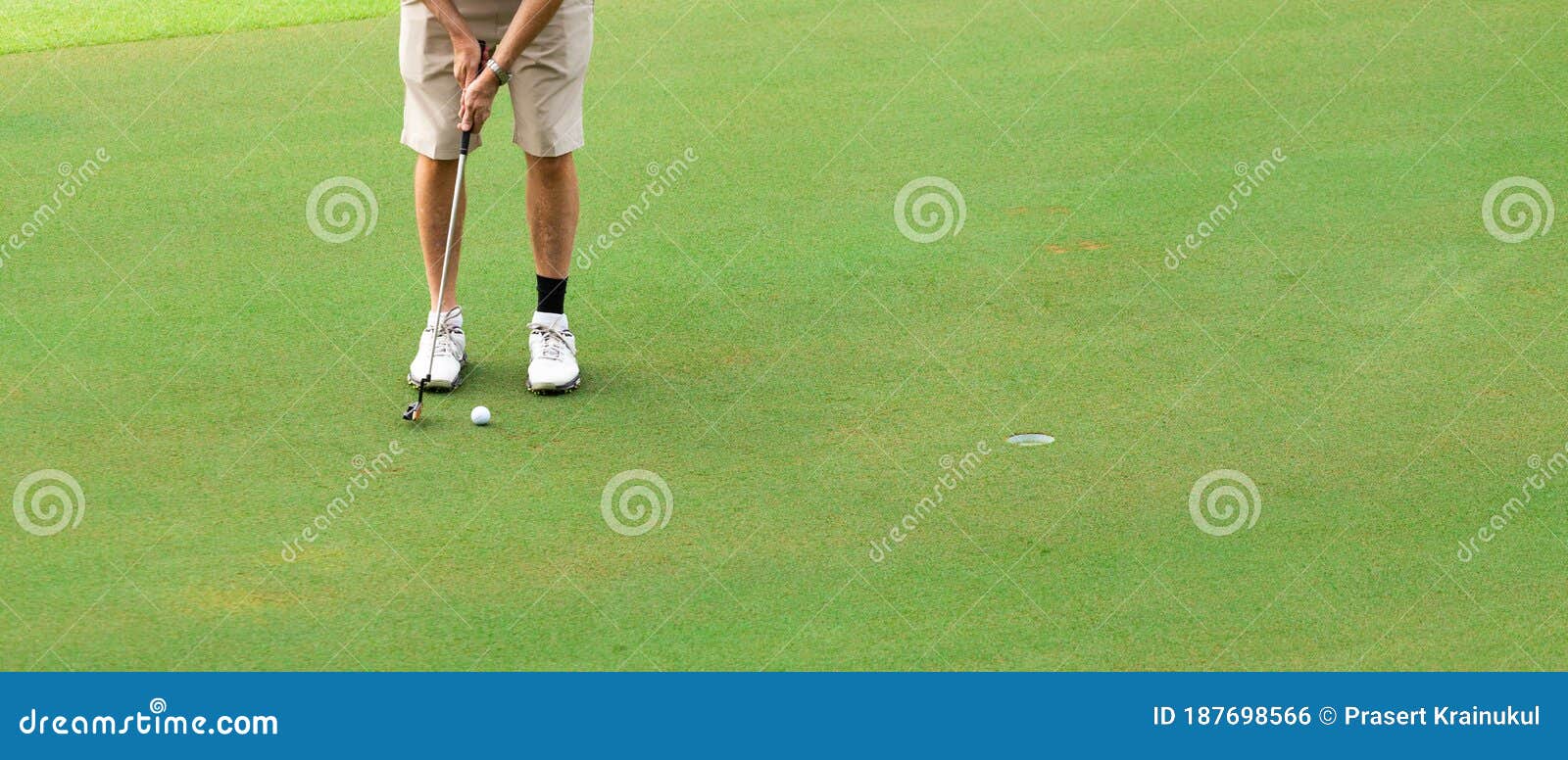 Golfer Putting Golf Ball on the Green Golf Stock Photo Image of