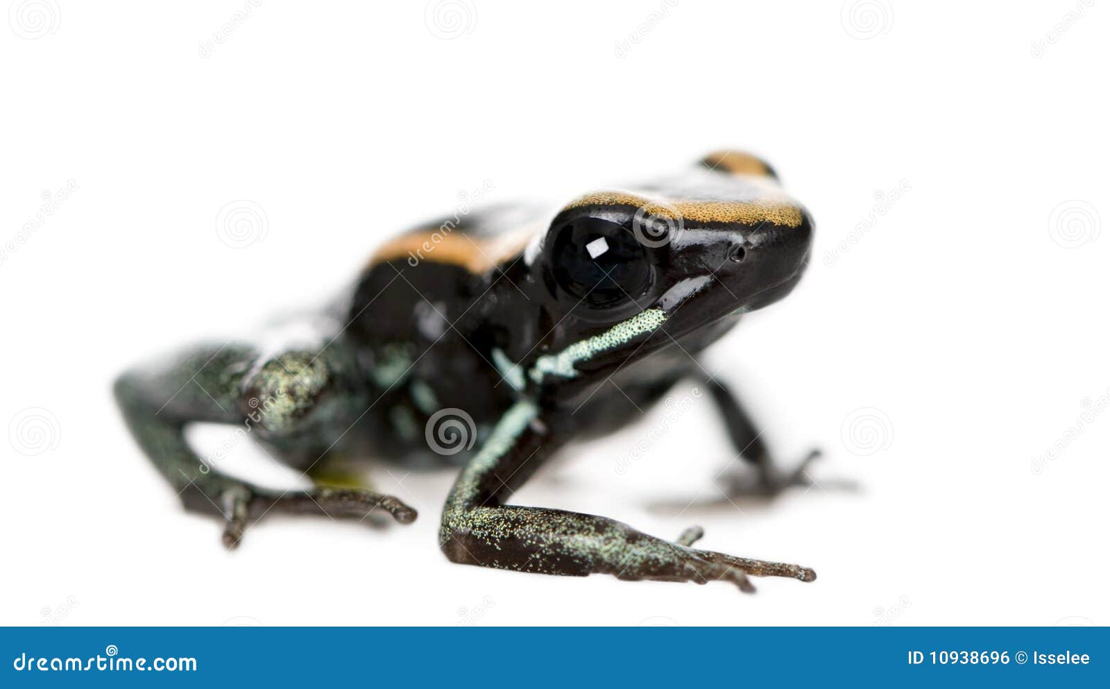 Golfodulcean Poison Frog Against White Background Stock Photo - Image