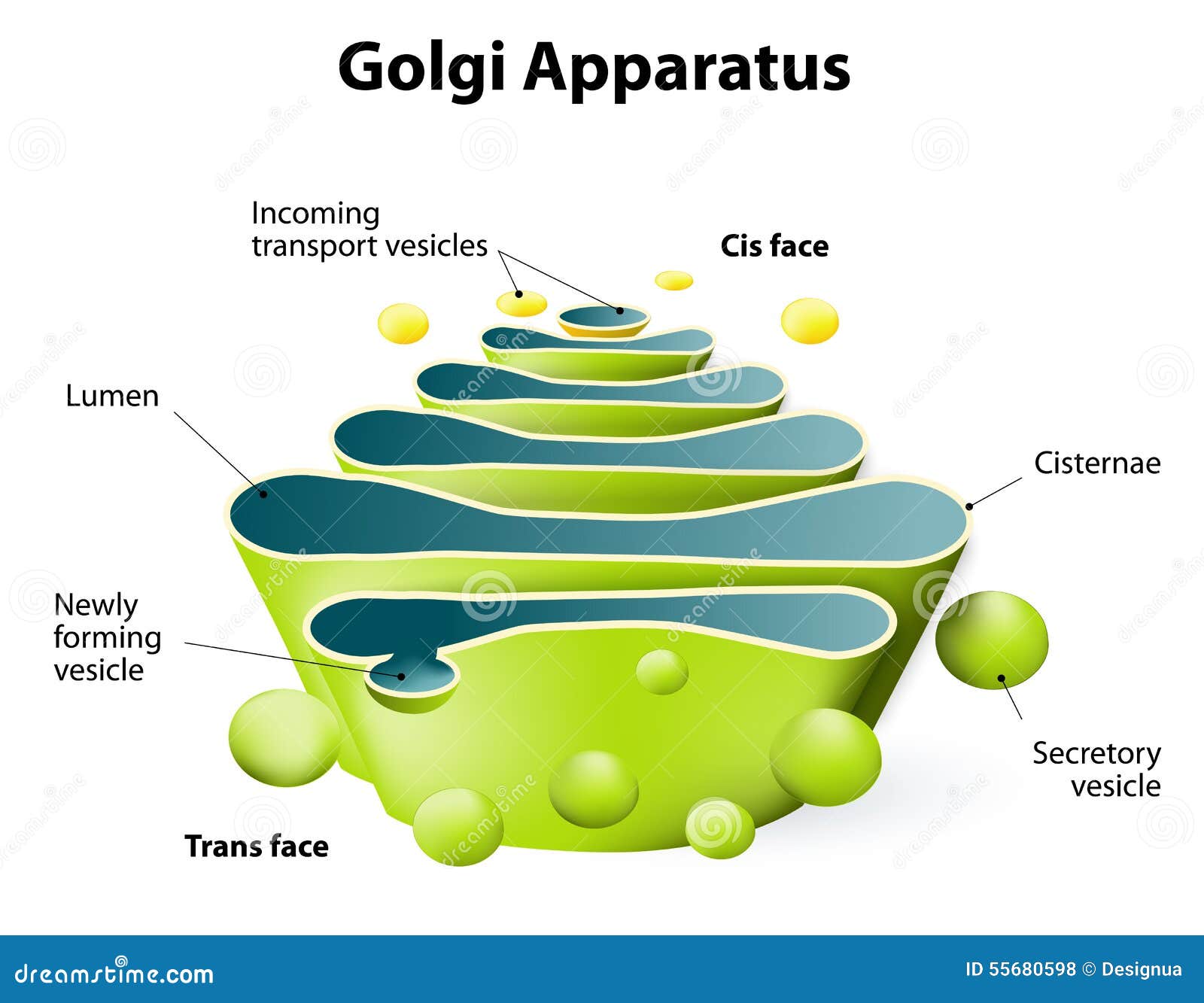 golgi apparatus or golgi body
