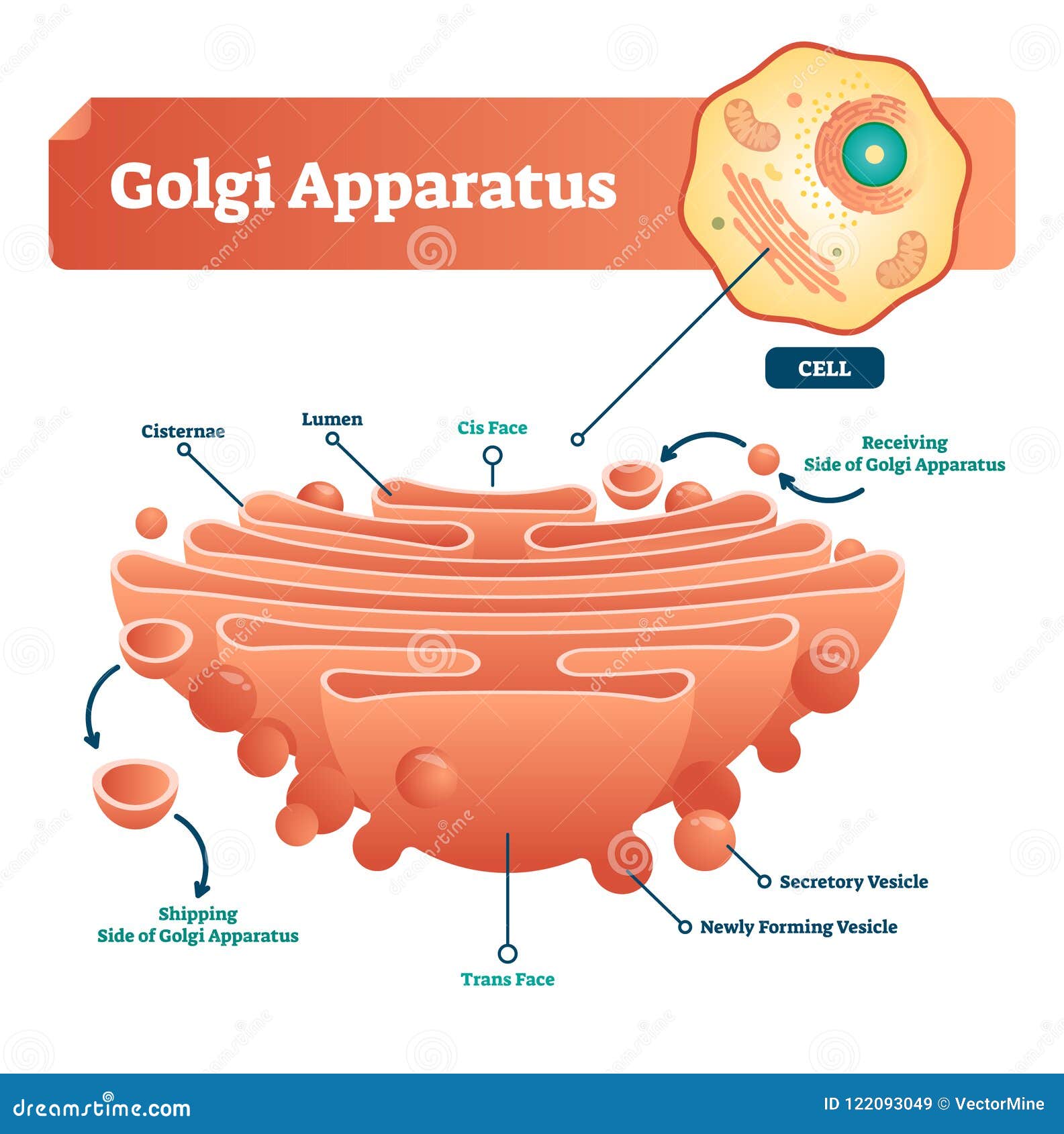 golgi apparatus  . labeled microscopic scheme and diagram with cisternae, lumen, secretory forming vesicle.