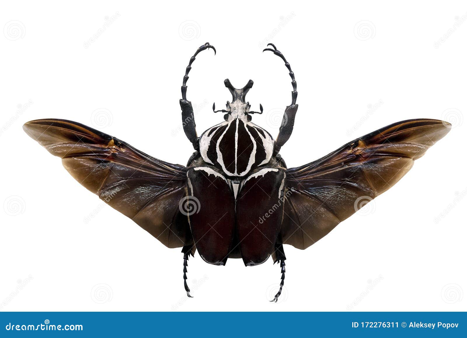Goliath Beetles Goliathus. Stock Image Image of antenna, background