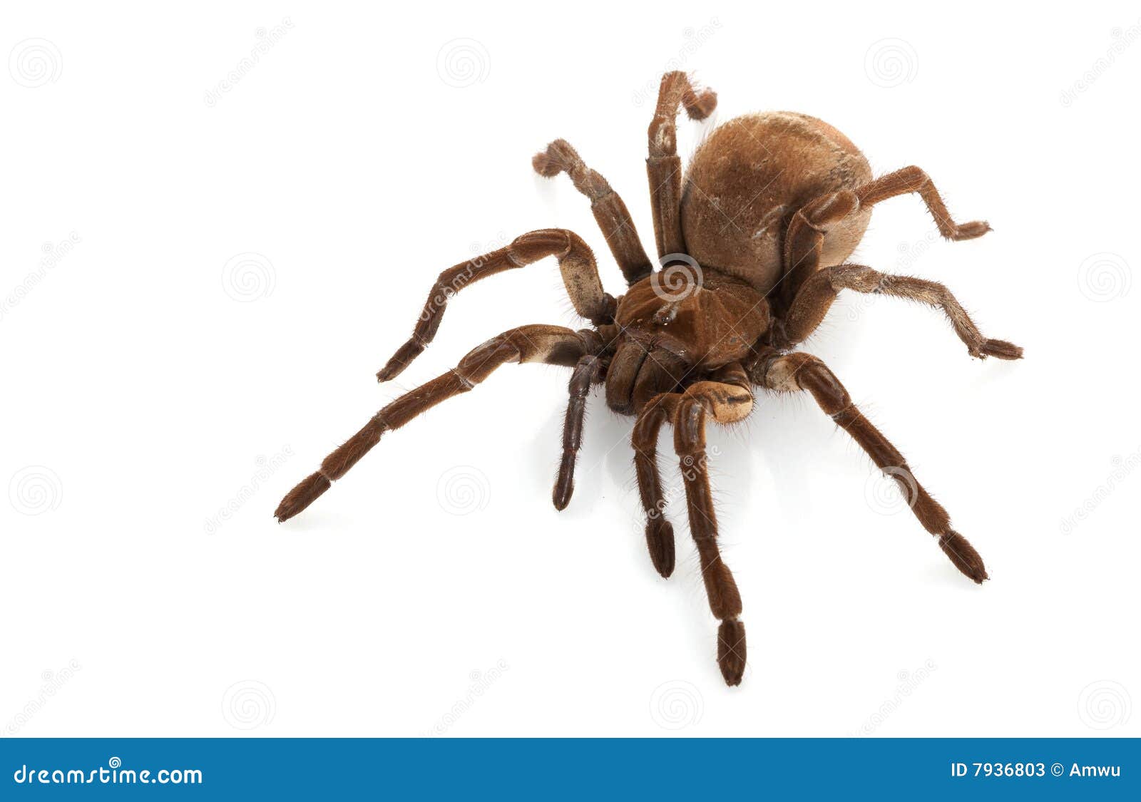 goliath bird eating spider eyes