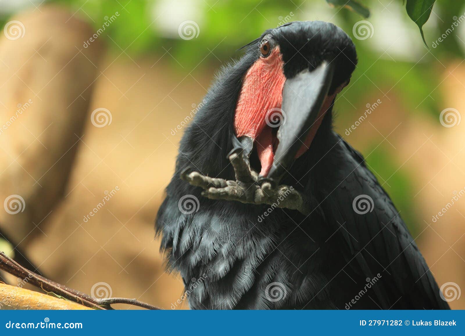 goliath black palm cockatoo price goliath black palm cockatoo price