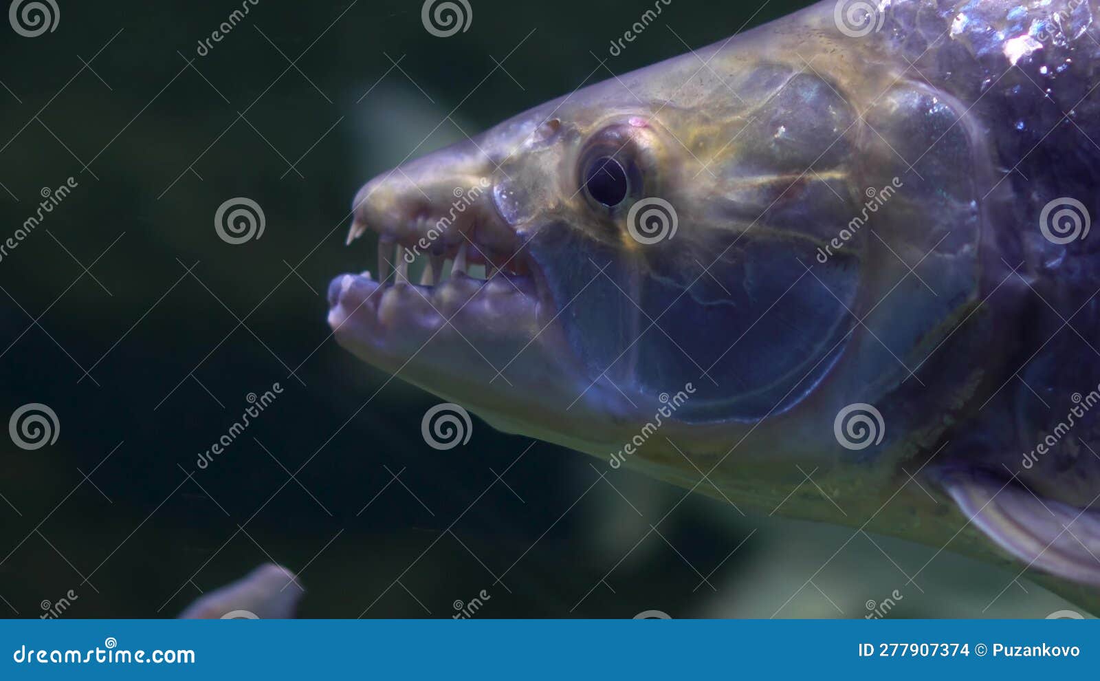 Goliath Fish Quickly Swims in the River Under Water. the Face of a