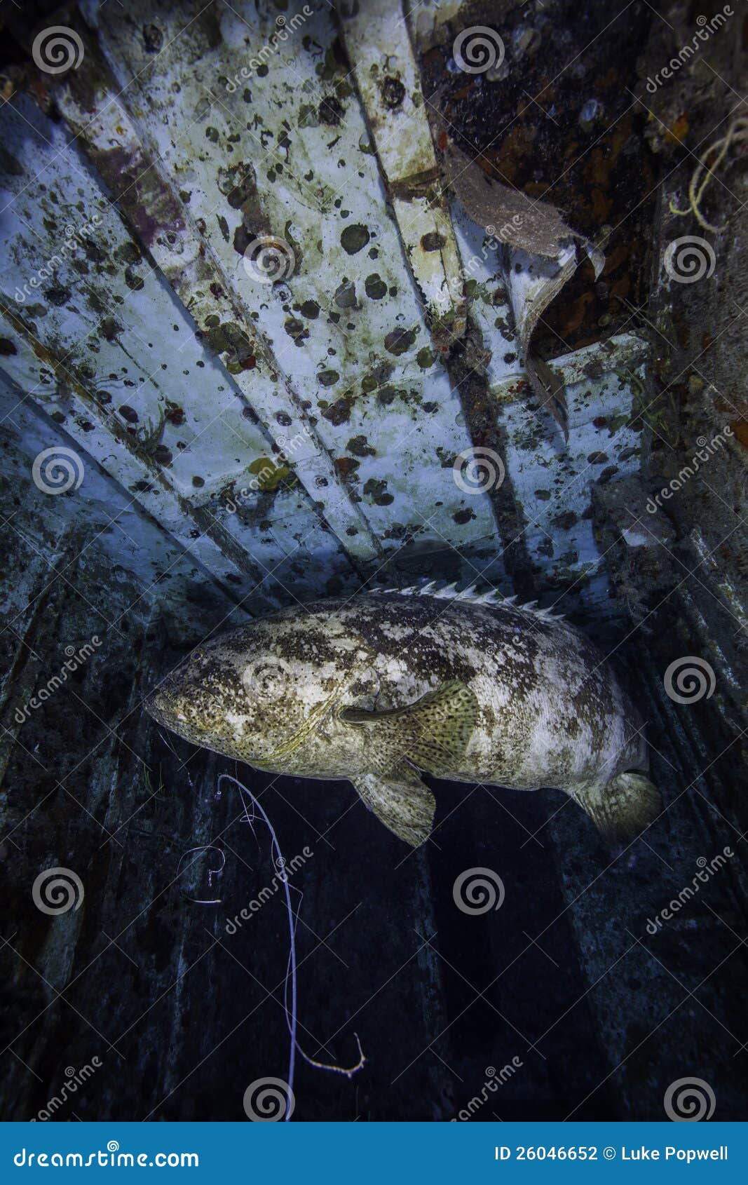 goliath grouper on the spiegel grove in key largo