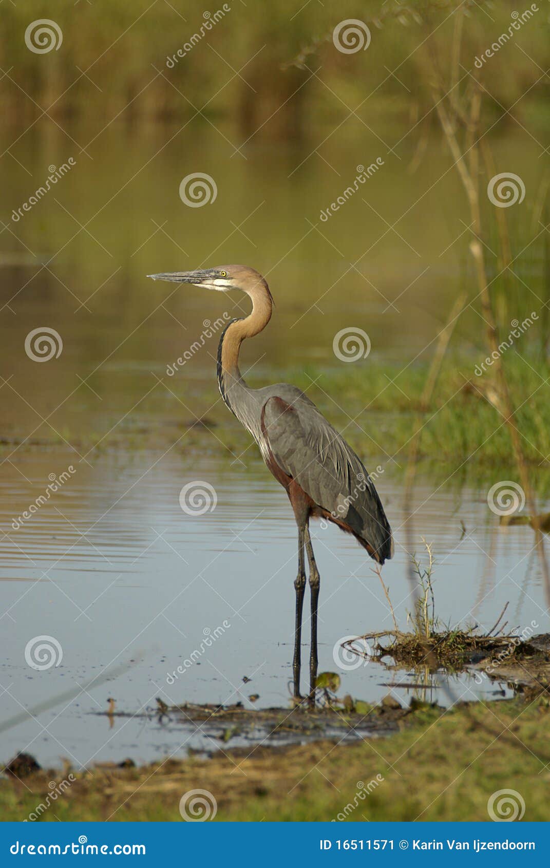 Goliath Heron stock image. Image of africa, standing - 16511571