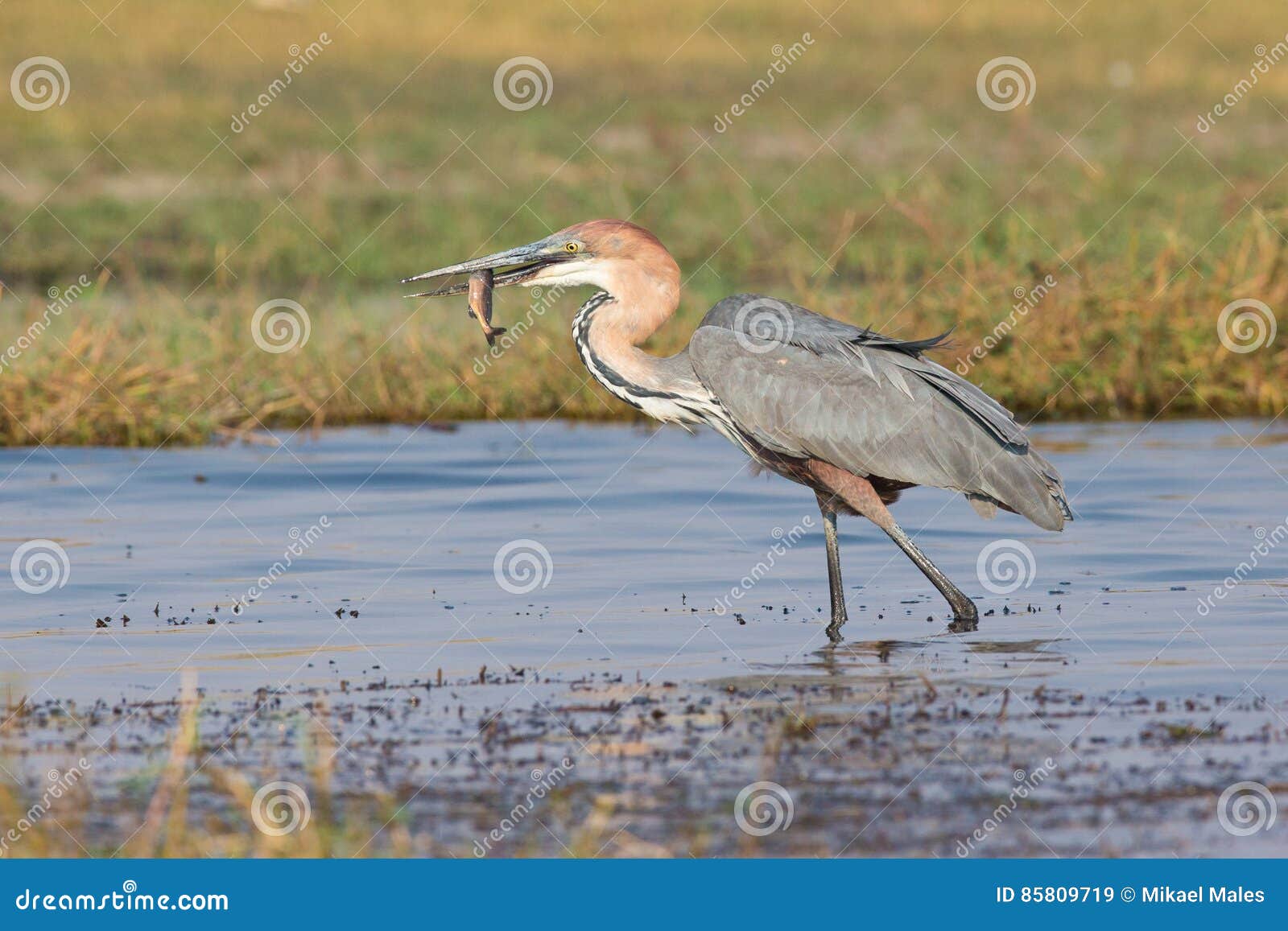 Goliath Heron with Fish in His Mouth Stock Image - Image of wildlife ...