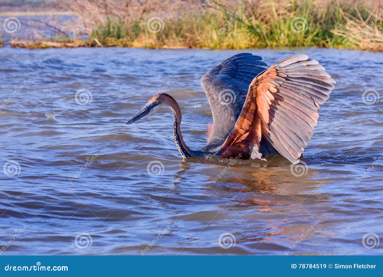 goliath heron wading in lake baringo