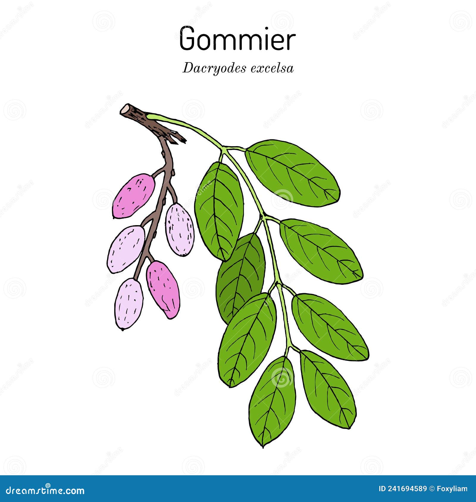 gommier, or candlewood, or tabonuco dacryodes excelsa , medicinal plant