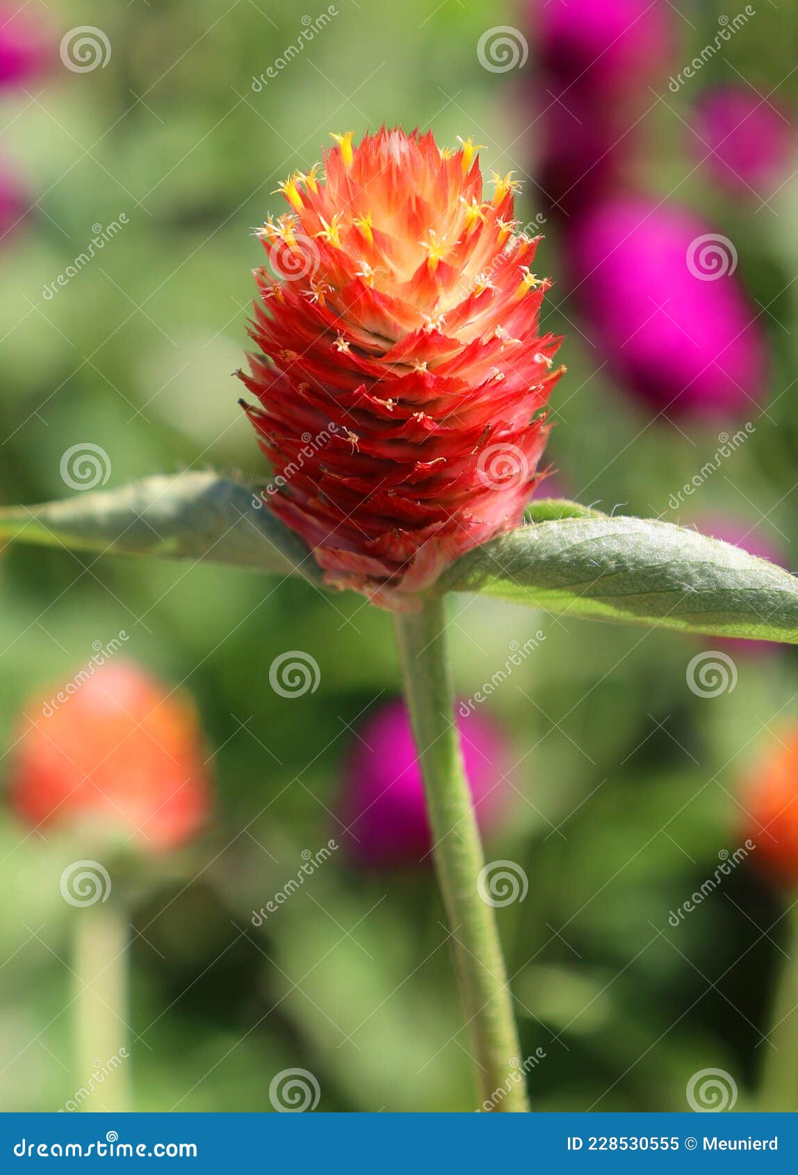 gomphrena globosa, commonly known as globe amaranth