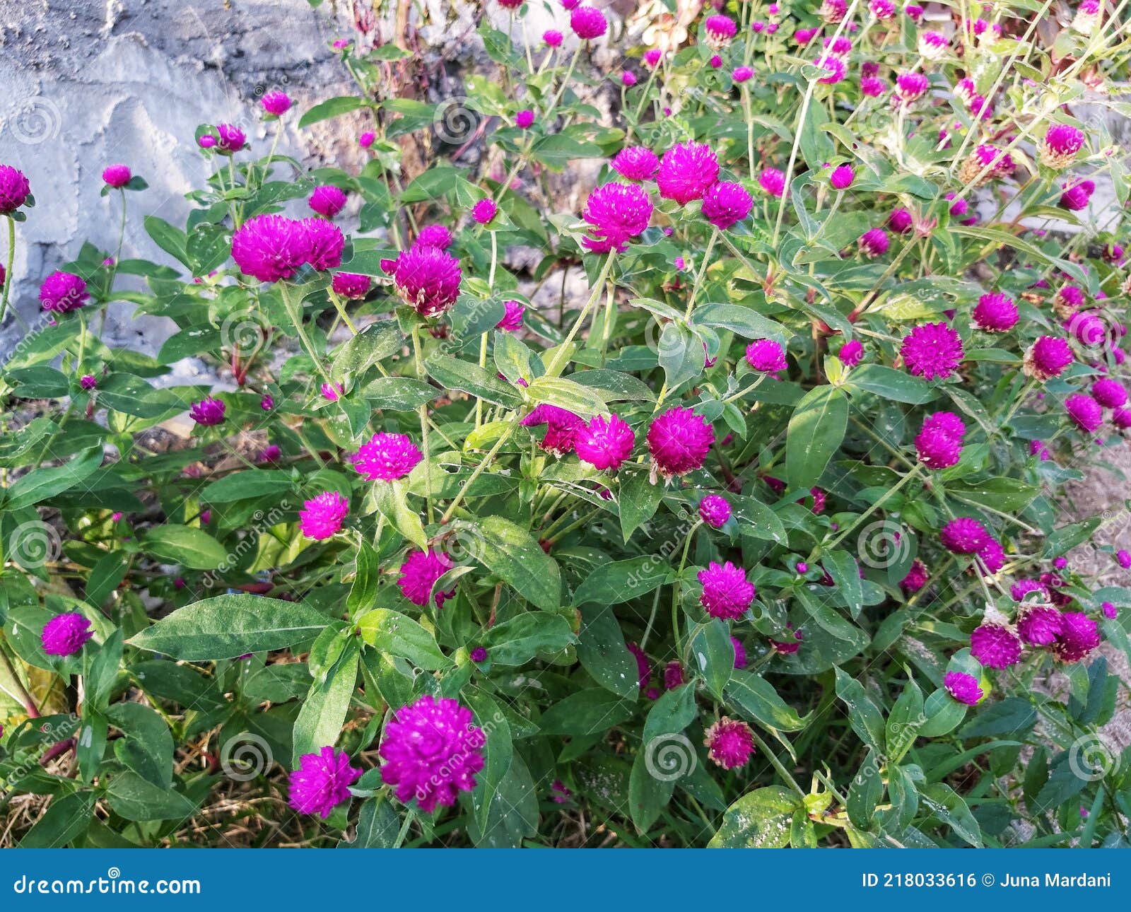 gomphrena globosa l. or common globe-amaranth in pota, flores, ntt, indonesia