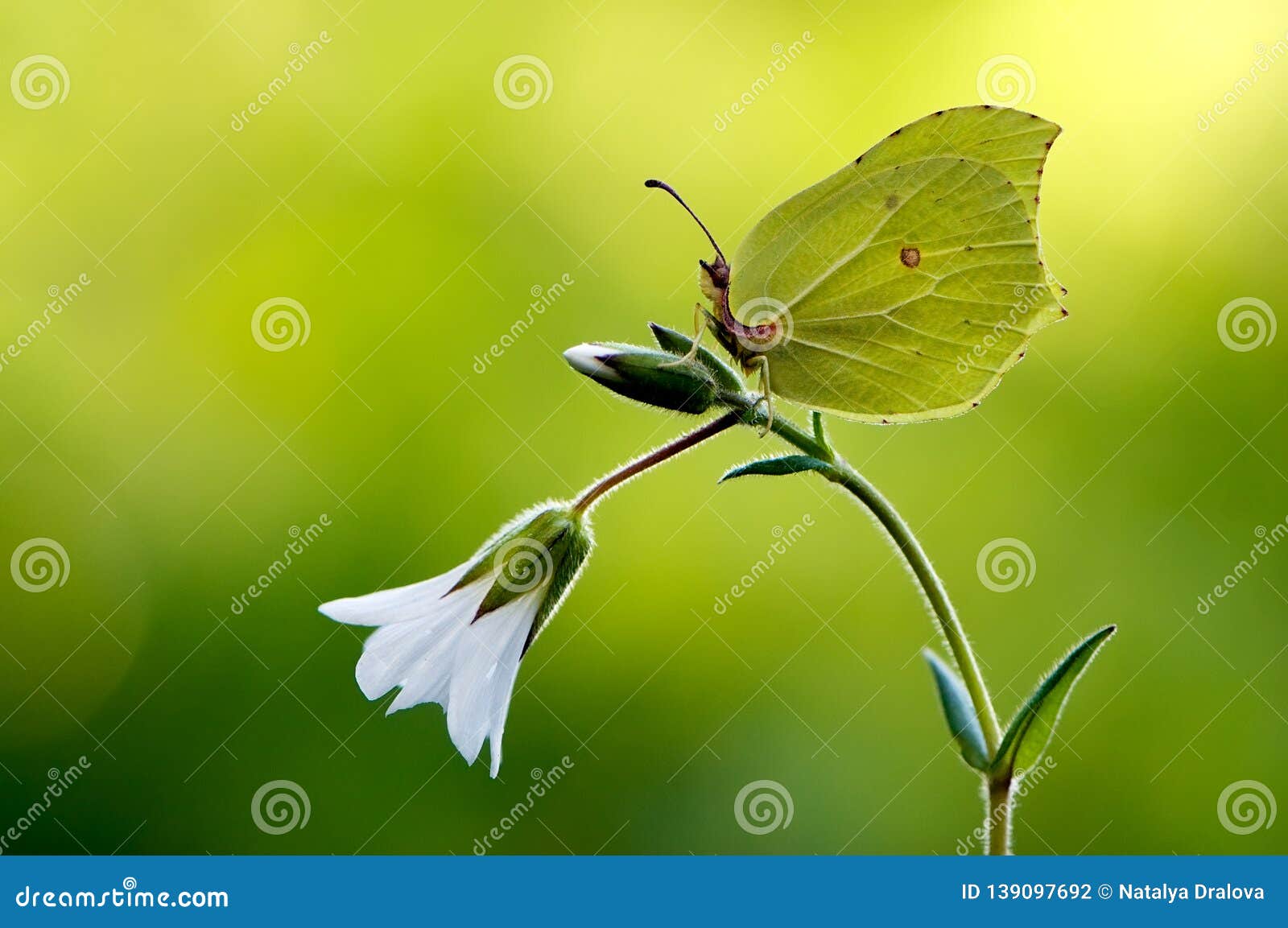 gonepteryx rhamni is a diurnal butterfly