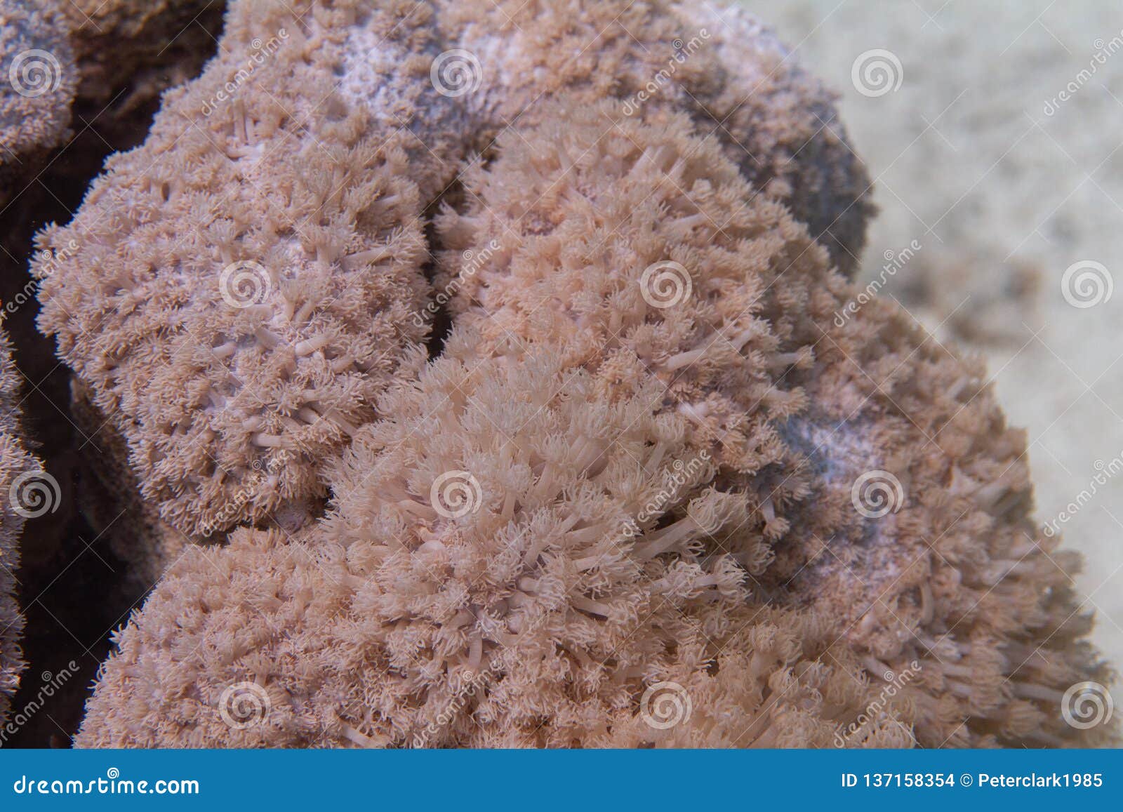 goniopora columna coral colony in red sea