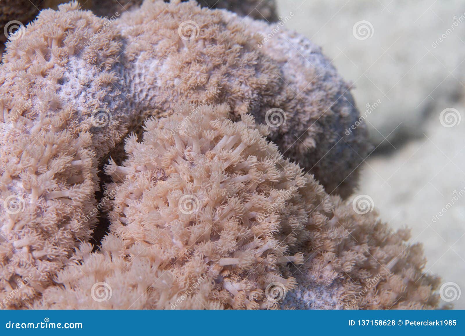 goniopora columna coral colony in red sea