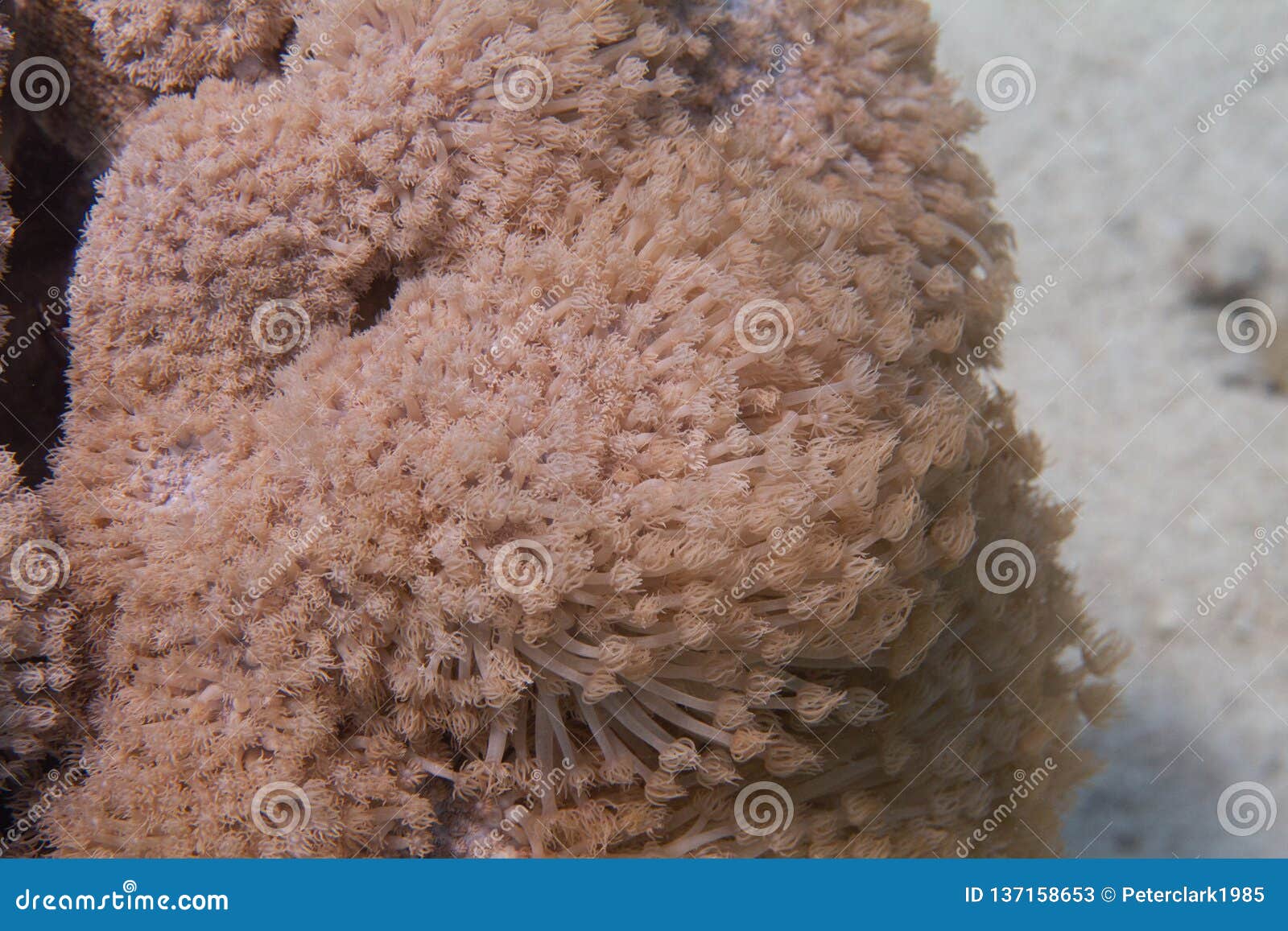 goniopora columna coral colony in red sea