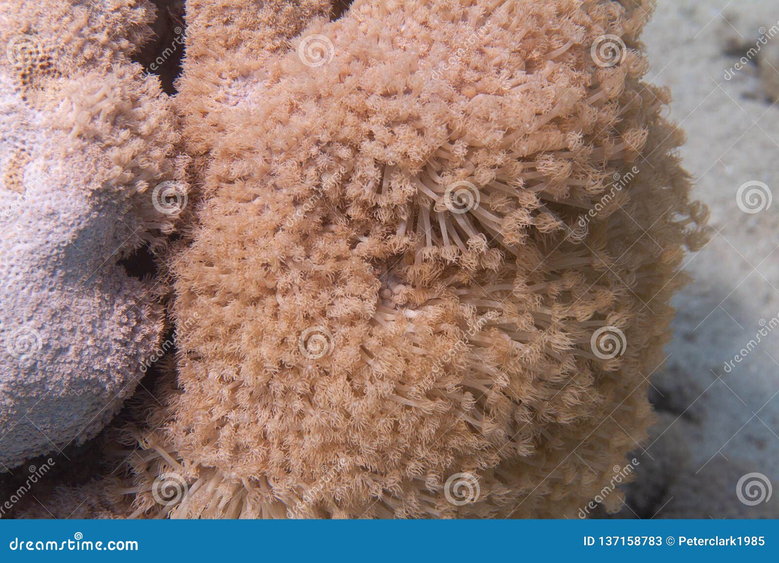 goniopora columna coral colony in red sea