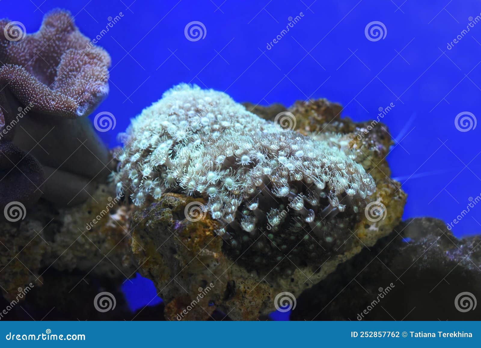 The Goniopora Coral in Aquarium Closeup Stock Photo - Image of aquatic ...