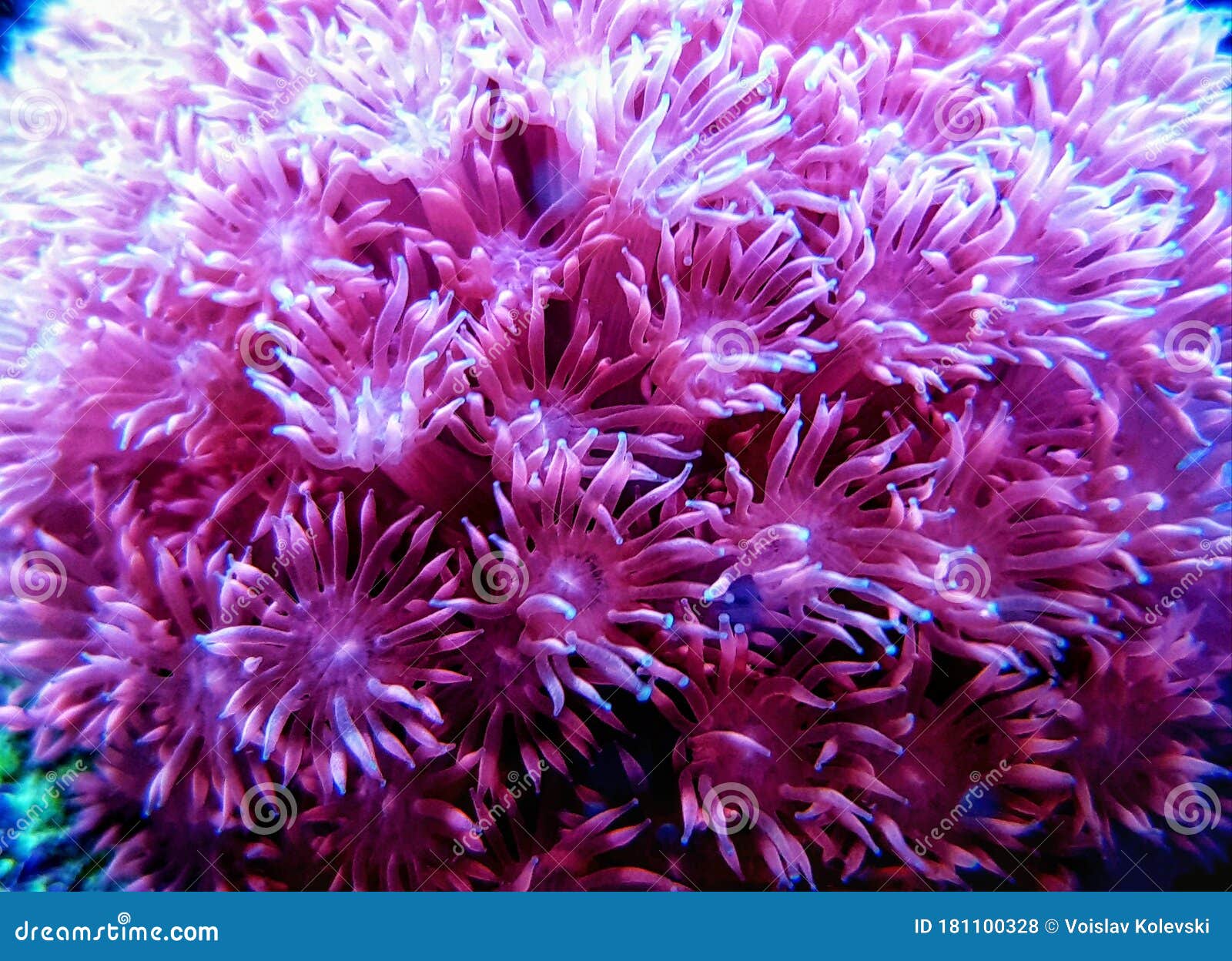 pink flower pot goniopora sp. lps coral