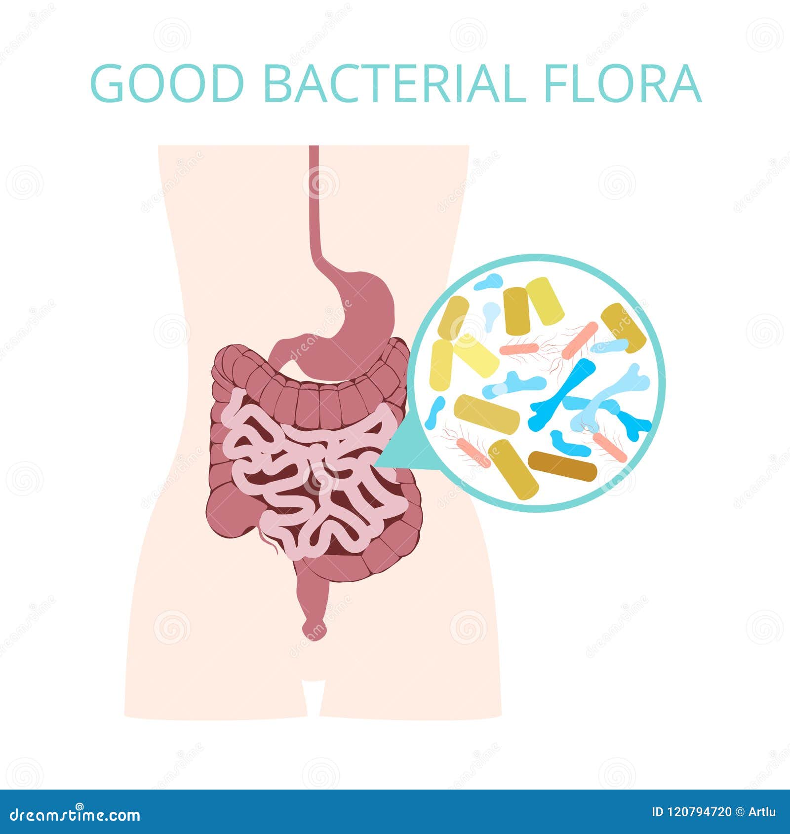 good bacterial flora. lactobacilli, bifidobacteria, escherichia