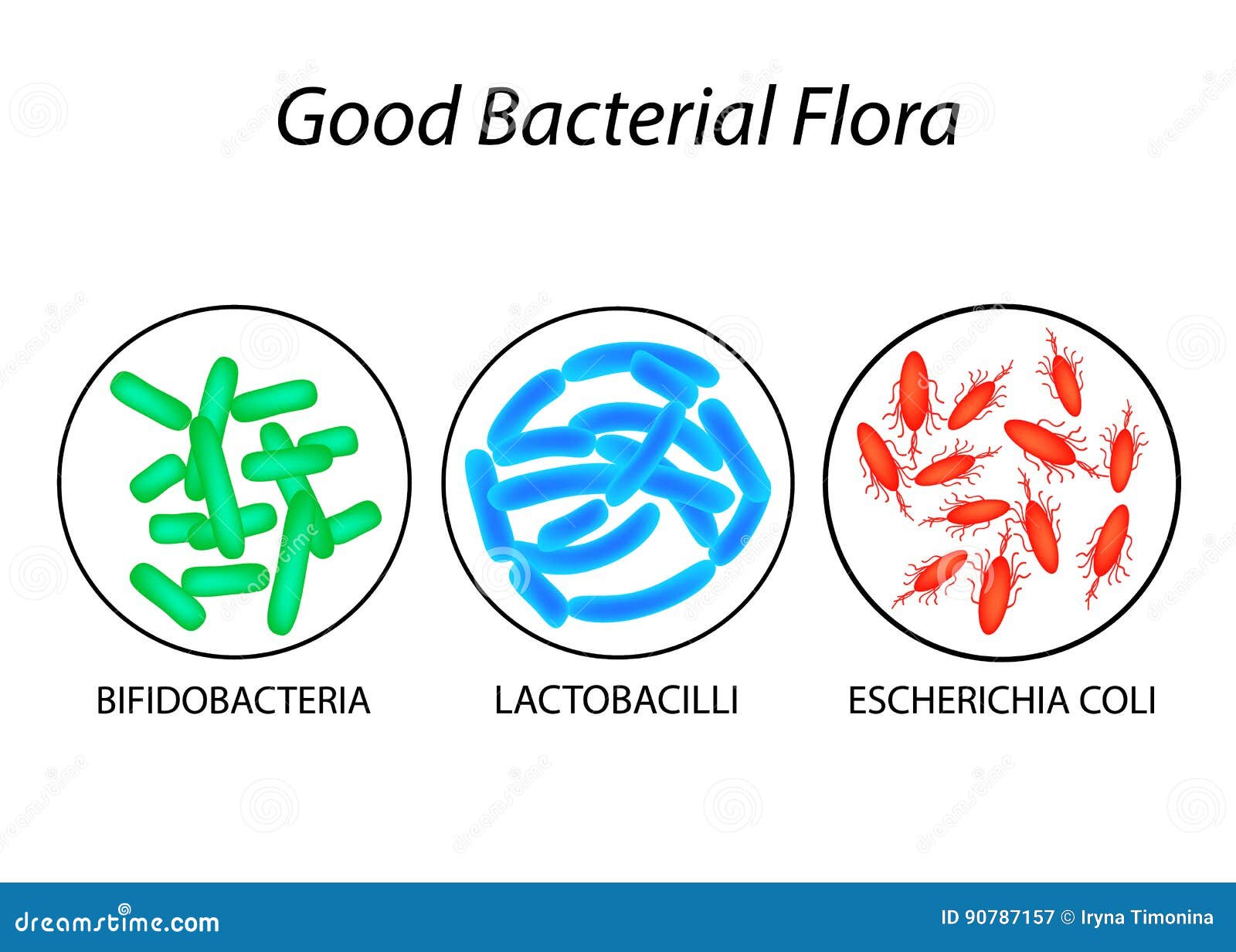 good bacterial flora. lactobacilli, bifidobacteria, escherichia coli. infographics.  .