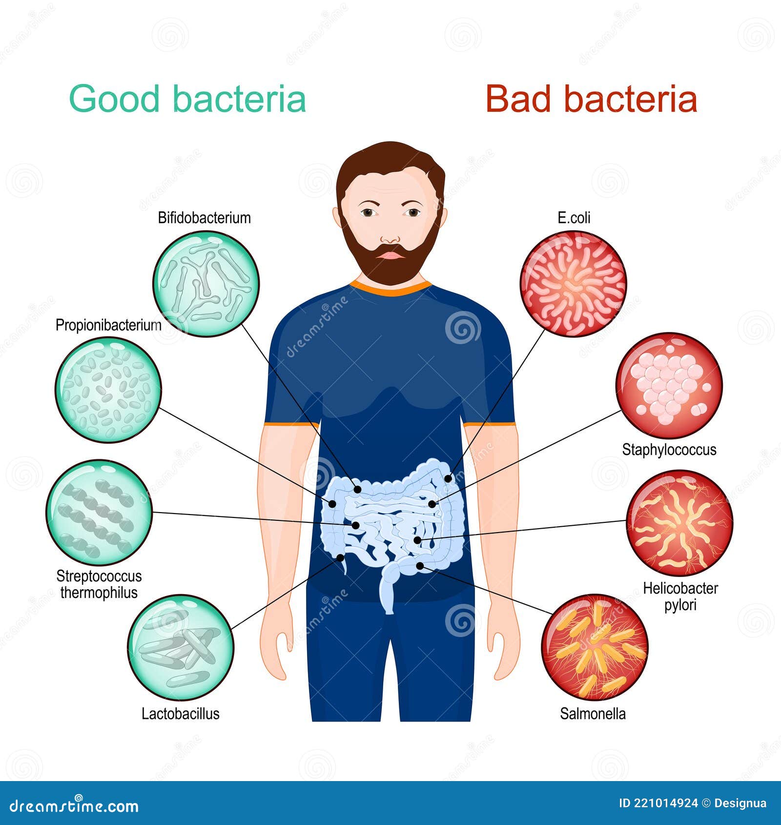 good and bad bacteria. poster about probiotics
