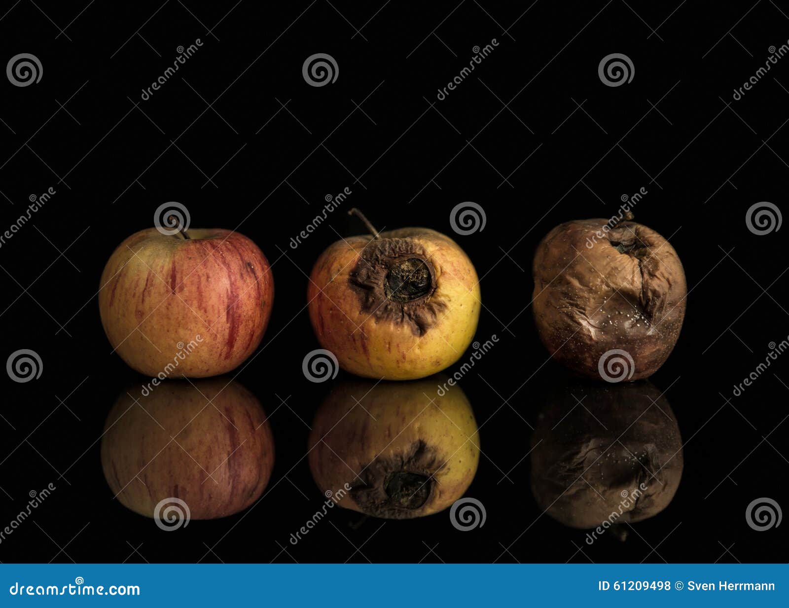 Good, Bad and Rotten Apples Stock Photo Image of rotting, poor 61209498