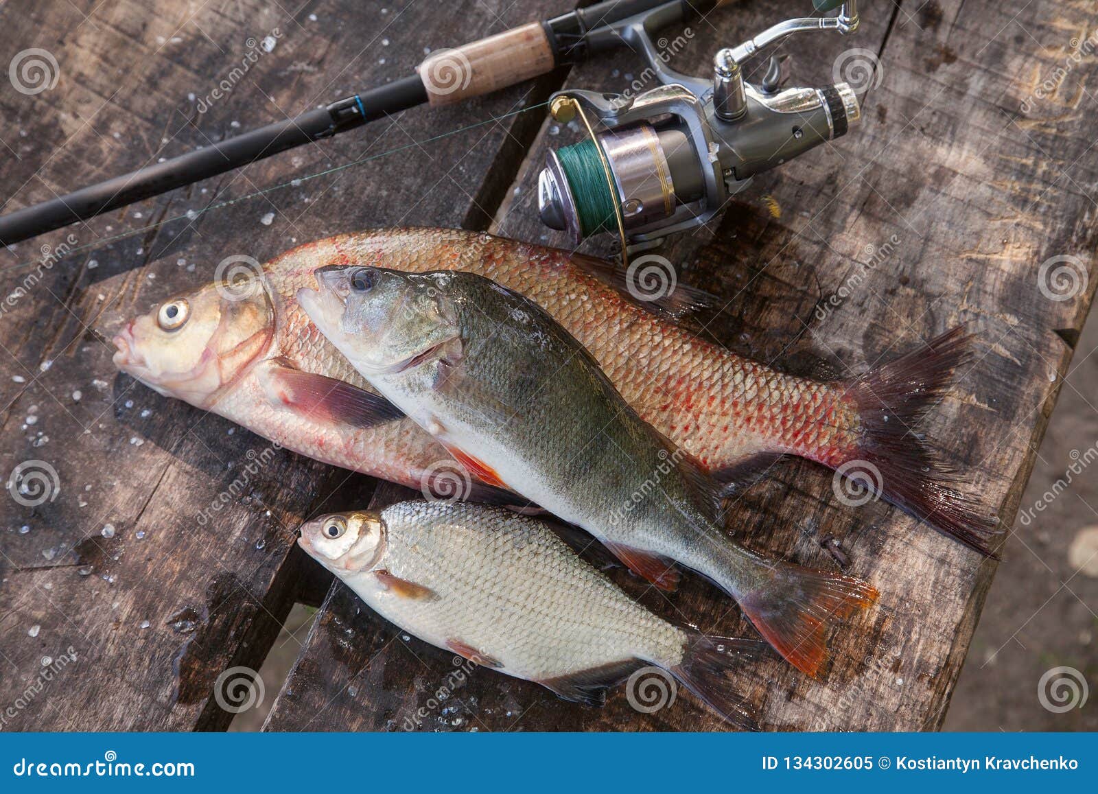 Big Freshwater Bronze Bream or Carp Bream, White Bream or Silver Bream,  Perch and Fishing Rod with Reel on Vintage Wooden Stock Image - Image of  abramis, reel: 134302605