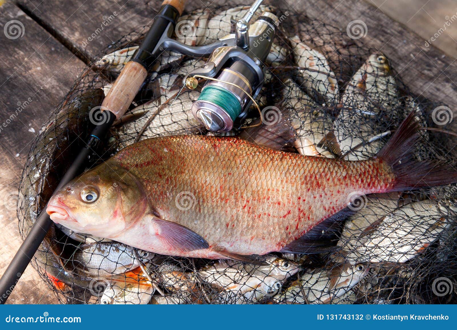 Good Catch. Just Taken from the Water Big Freshwater Common Bream