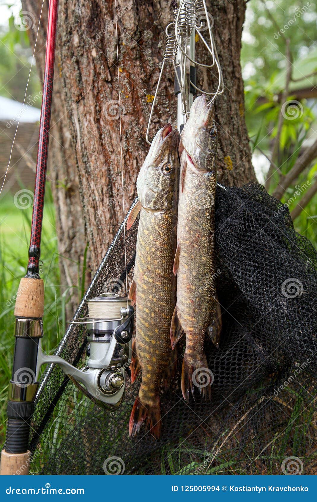 Good Catch. Two Freshwater Pike Fish on Fish Stringer on Natural Stock  Photo - Image of esox, fish: 125005994