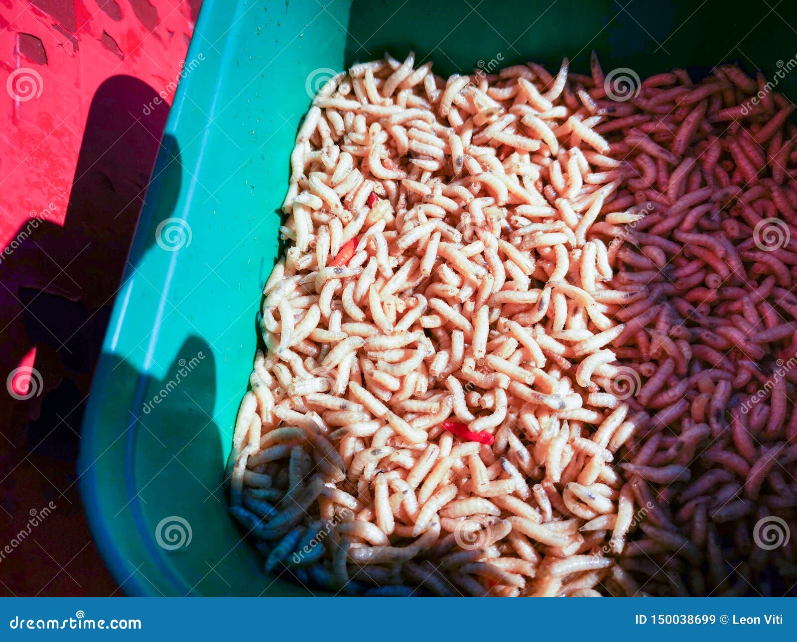 Good Fish Worm Bite in a Green Plastic Box Stock Image Image of