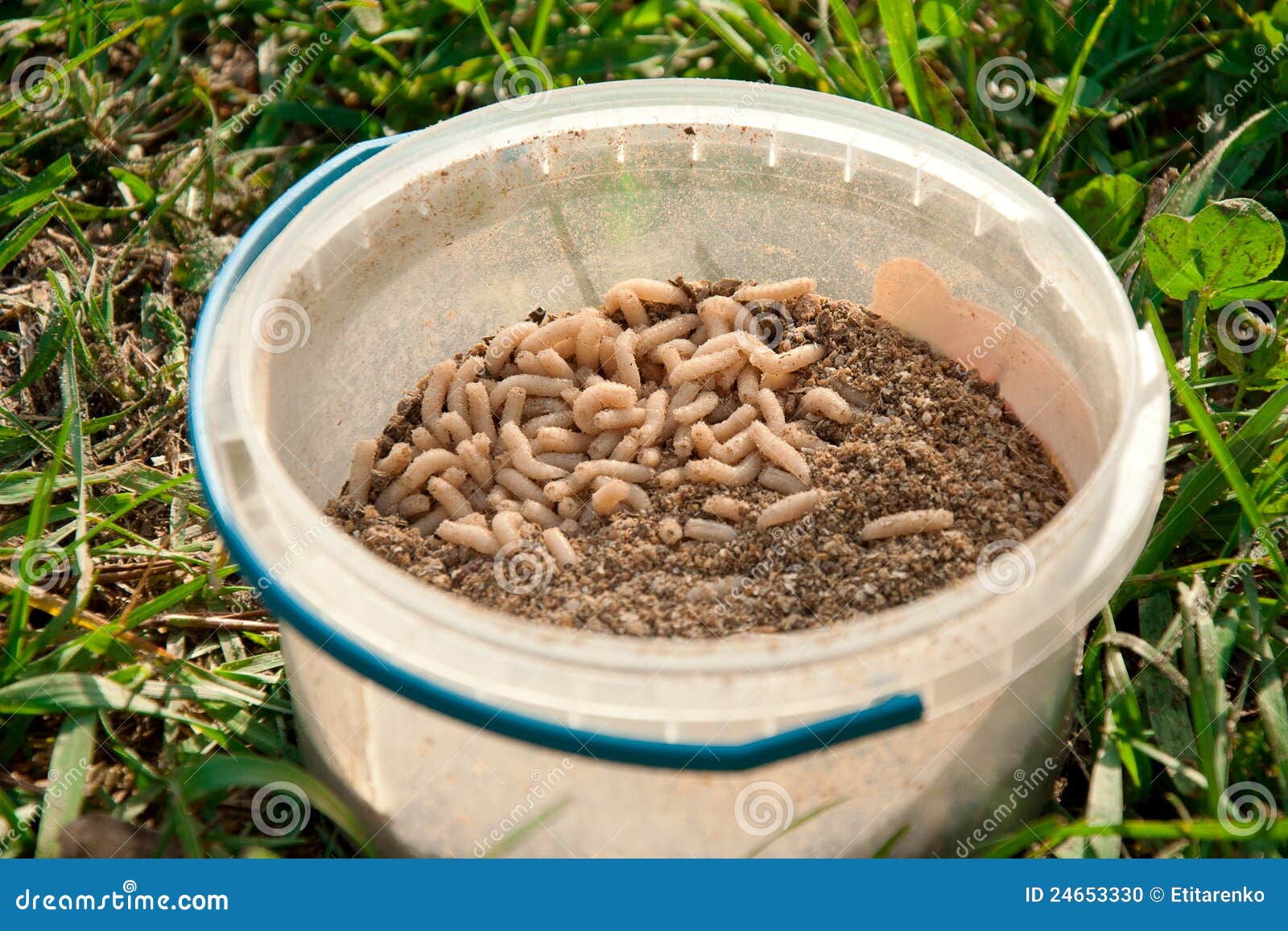 Good Fish Worm Bites in the Box Stock Photo Image of bait, squirm