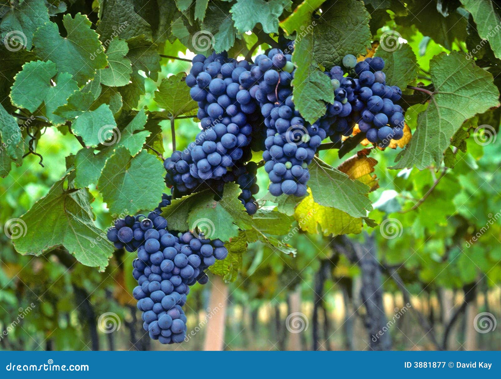 Good harvest stock image. Image of glow, organic, fruit 3881877