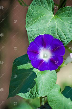 What Is Morning Glory Good For At Henry Clay Blog What Is Morning Glory Good For At Henry Clay Blog
