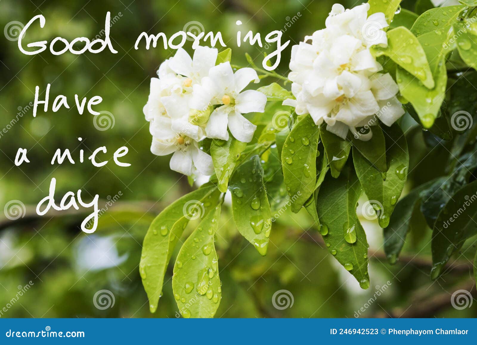 Good Morning Have a Nice Day Message Card Handwriting with White ...