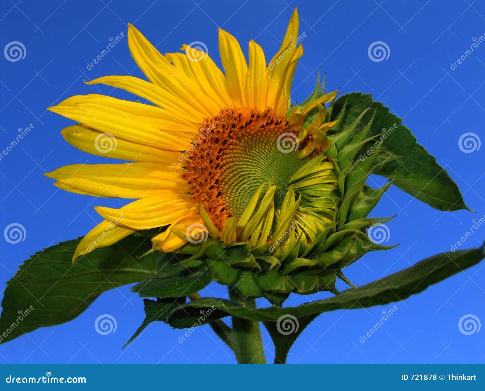 Good Morning! (opening Sunflower) Stock Photo Image of good