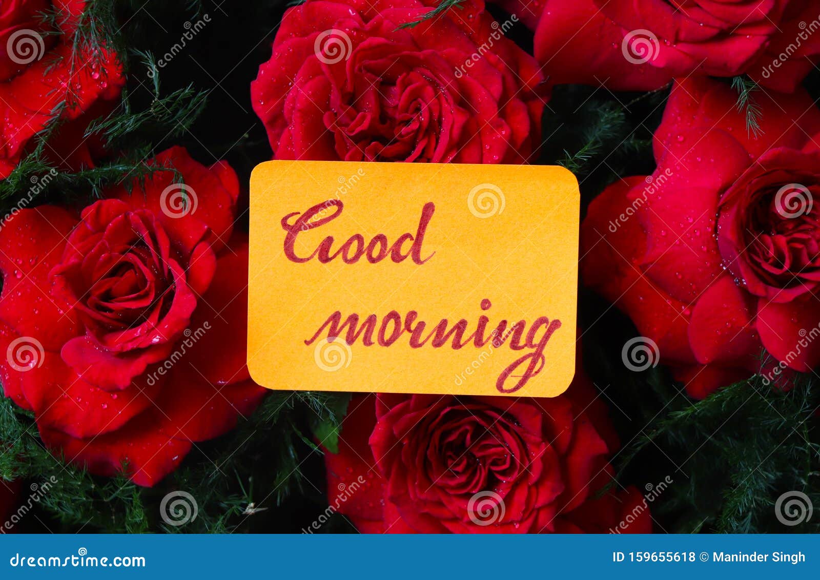 Good Morning with Red Roses. Stock Photo - Image of text, good ...