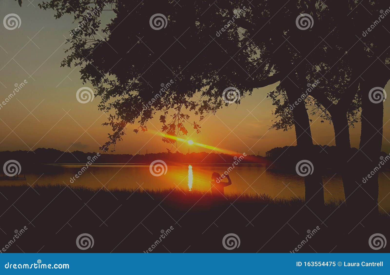 Good morning sun stock image. Image of trees, bright - 163554475