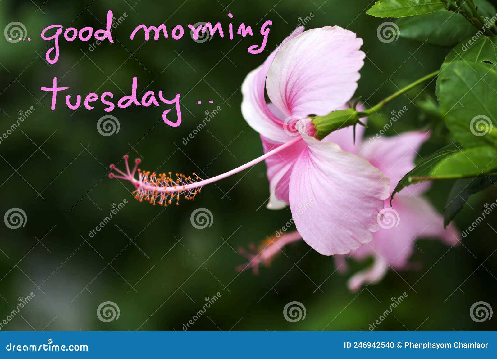 Good Morning Tuesday Message Card Handwriting with Pink Flowers ...