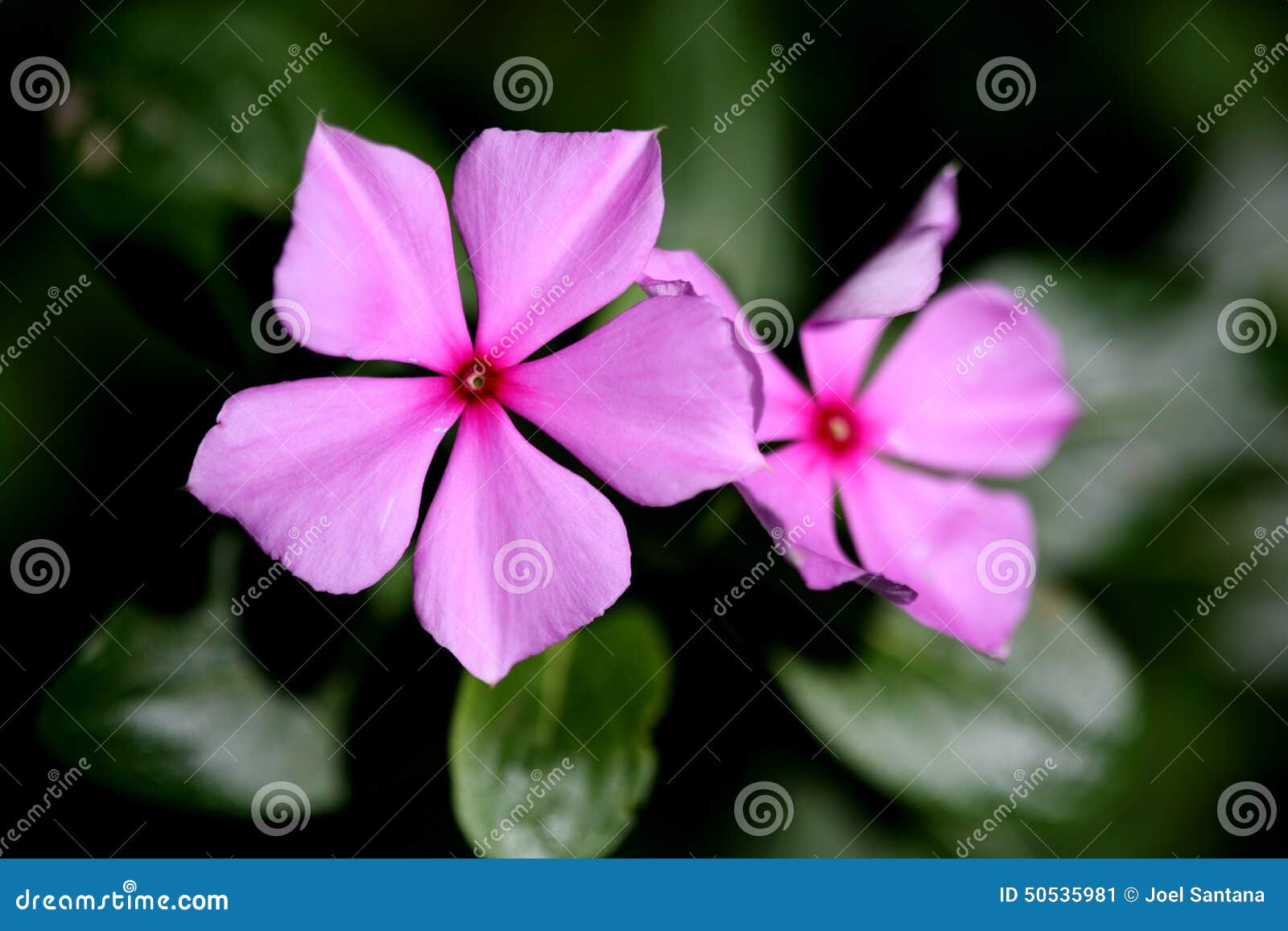 Good night pink flower stock image. Image of good, orchid 50535981